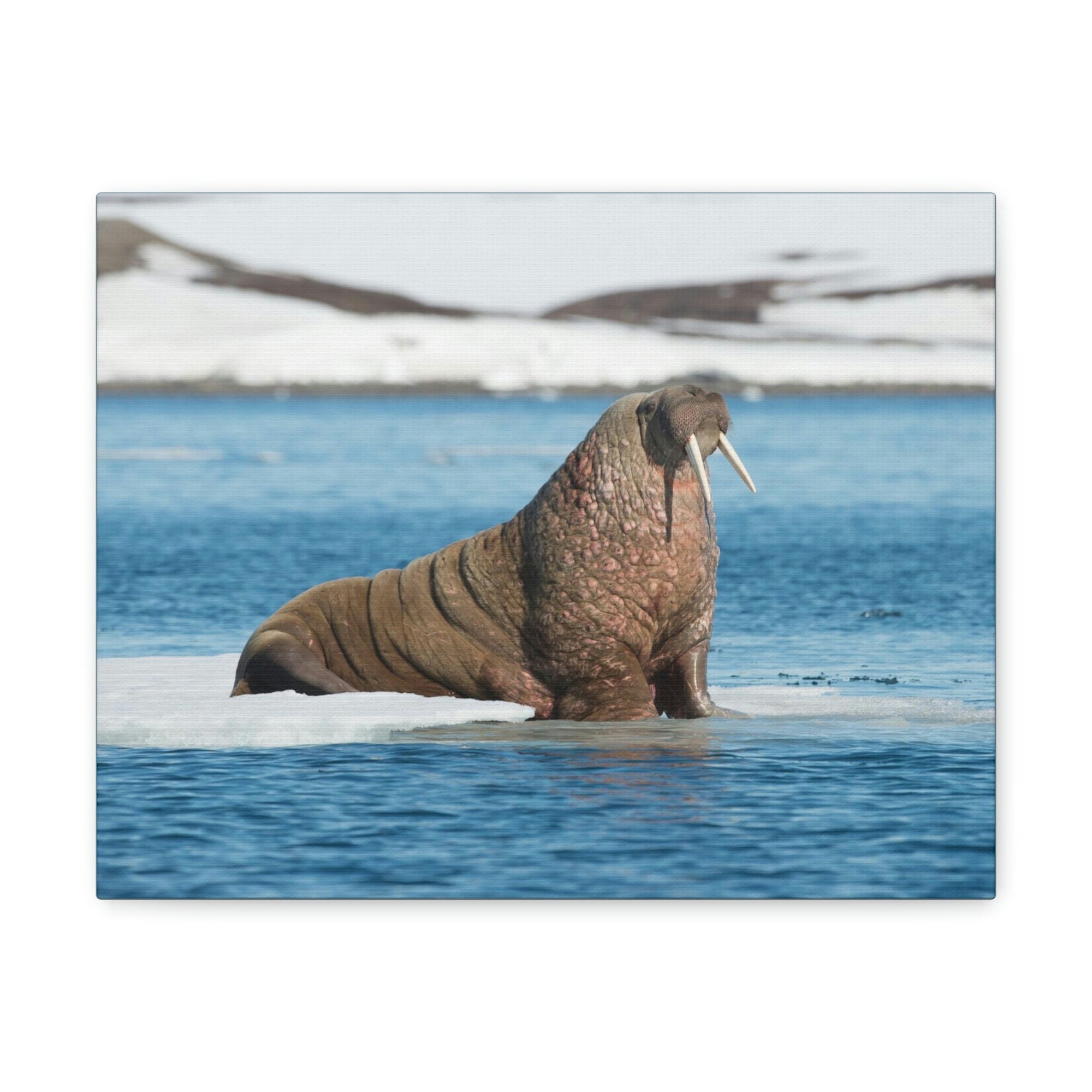 Scripture Walls Walrus Hunting Walrus on Hunt Print Animal Wall Art Wildlife Canvas Prints Wall Art Ready to Hang Unframed-Express Your Love Gifts