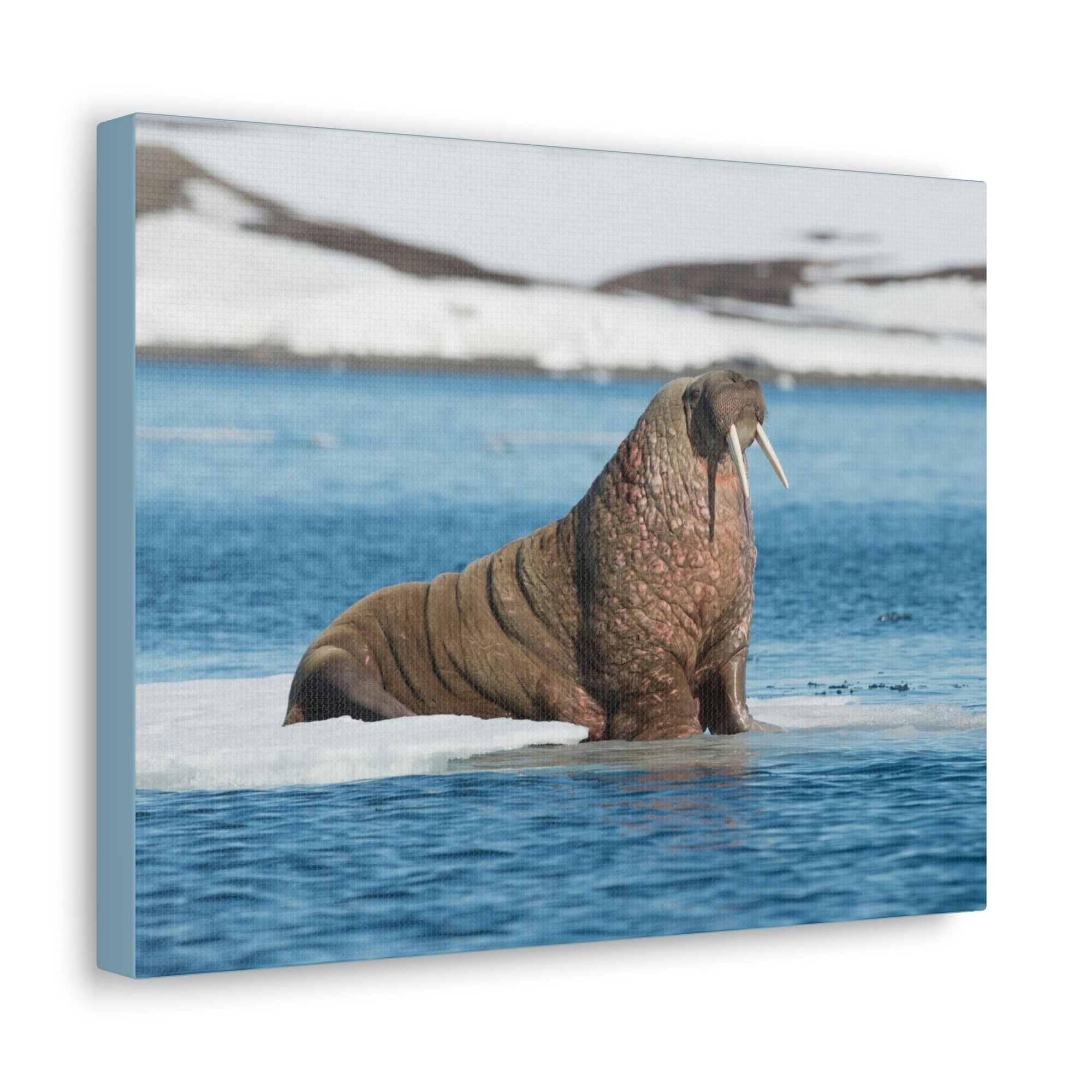 Scripture Walls Walrus Hunting Walrus on Hunt Print Animal Wall Art Wildlife Canvas Prints Wall Art Ready to Hang Unframed-Express Your Love Gifts