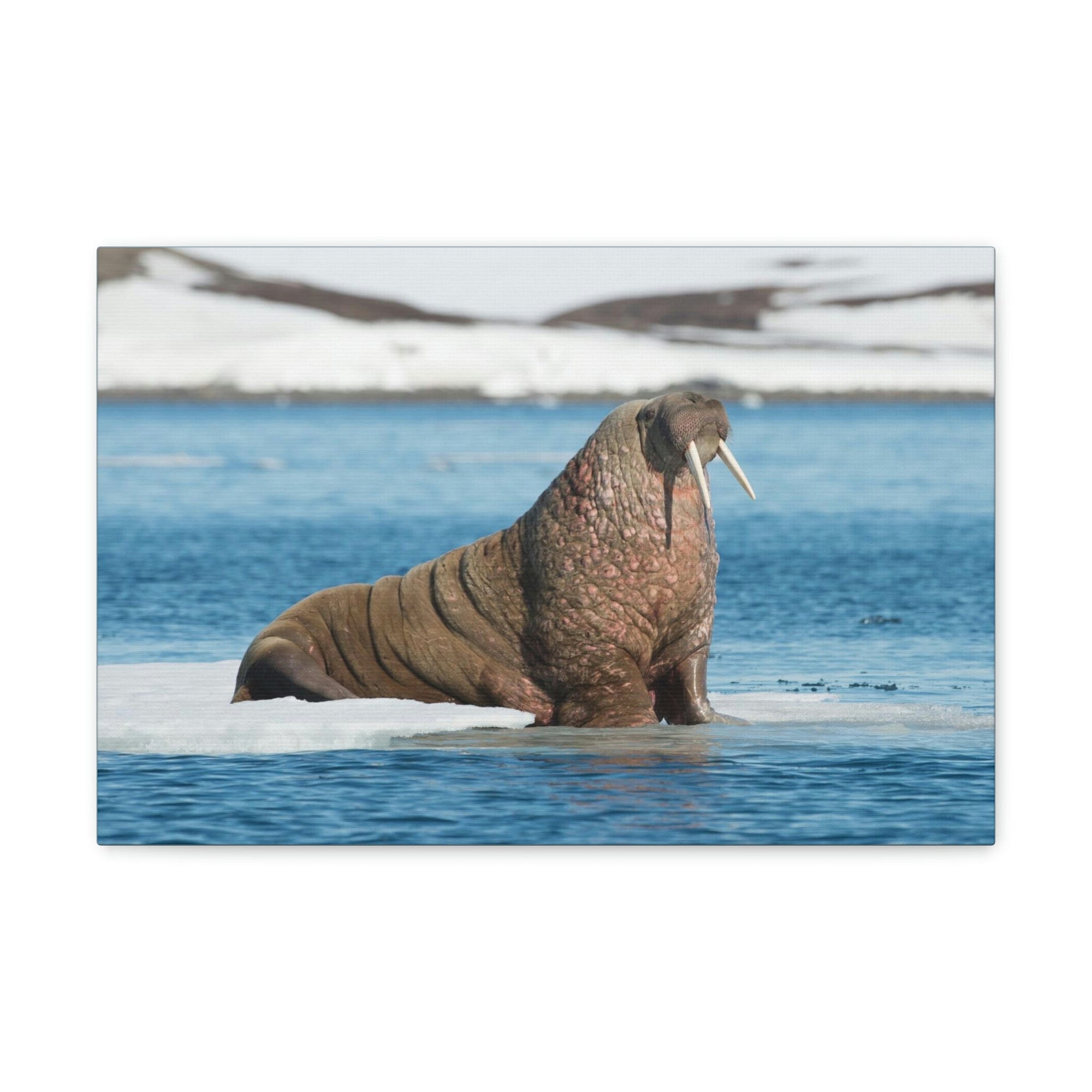 Scripture Walls Walrus Hunting Walrus on Hunt Print Animal Wall Art Wildlife Canvas Prints Wall Art Ready to Hang Unframed-Express Your Love Gifts