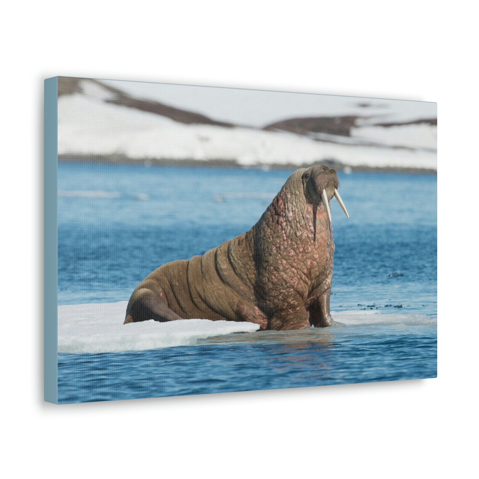 Scripture Walls Walrus Hunting Walrus on Hunt Print Animal Wall Art Wildlife Canvas Prints Wall Art Ready to Hang Unframed-Express Your Love Gifts