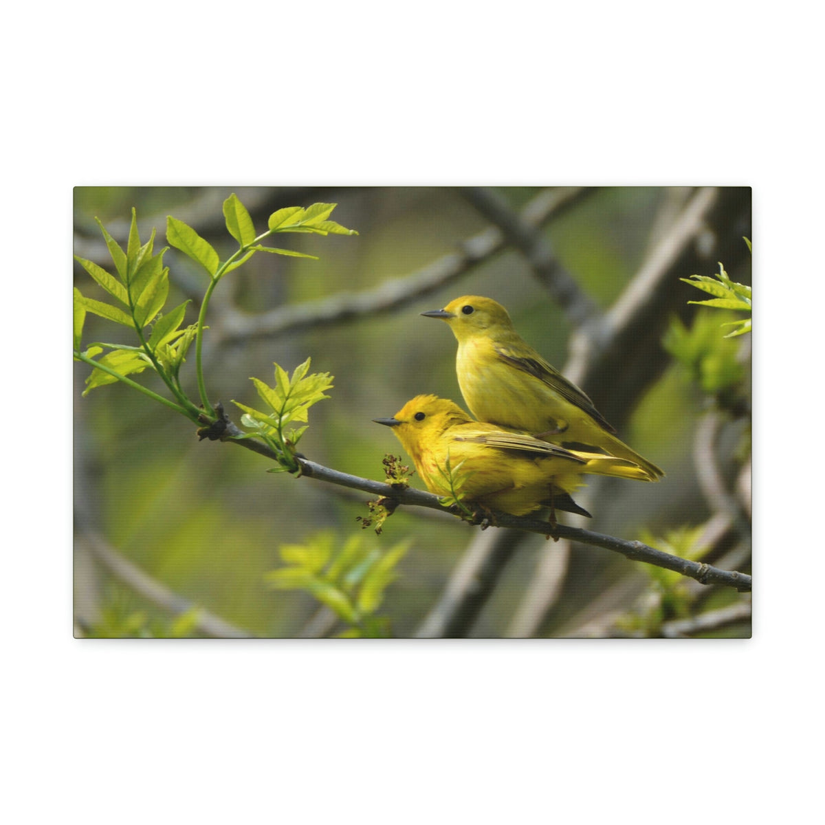 Scripture Walls Warbler Couple Warbler Couple Print Animal Wall Art Wildlife Canvas Prints Wall Art Ready to Hang Unframed-Express Your Love Gifts