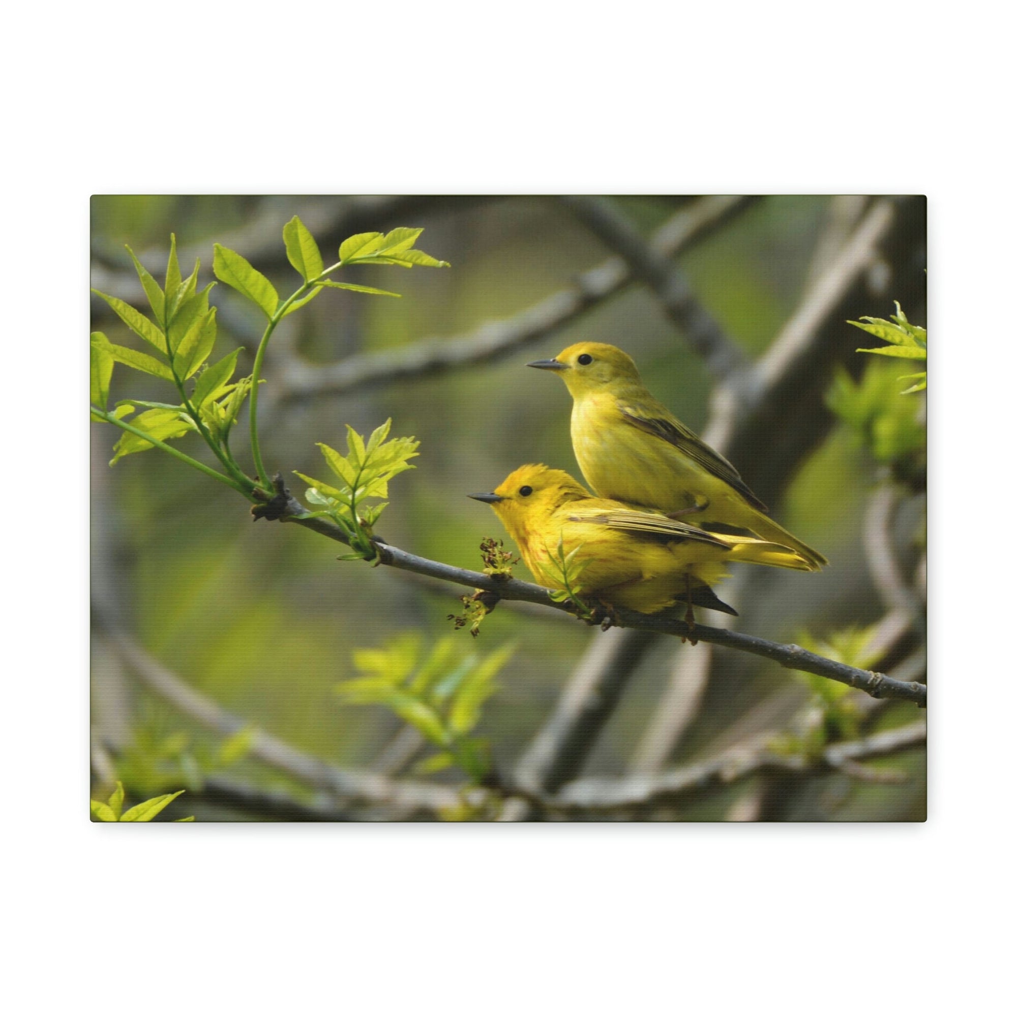 Scripture Walls Warbler Couple Warbler Couple Print Animal Wall Art Wildlife Canvas Prints Wall Art Ready to Hang Unframed-Express Your Love Gifts