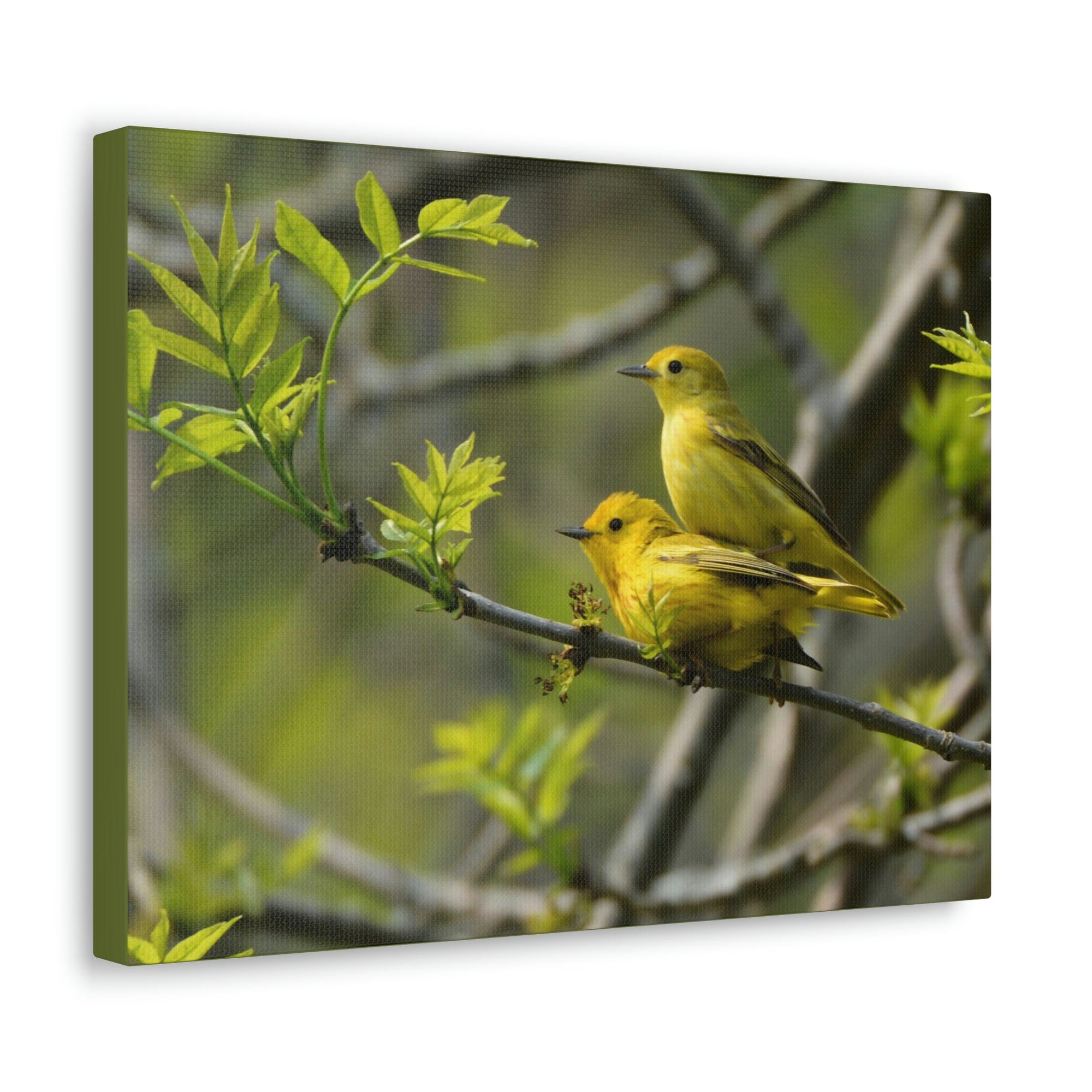 Scripture Walls Warbler Couple Warbler Couple Print Animal Wall Art Wildlife Canvas Prints Wall Art Ready to Hang Unframed-Express Your Love Gifts