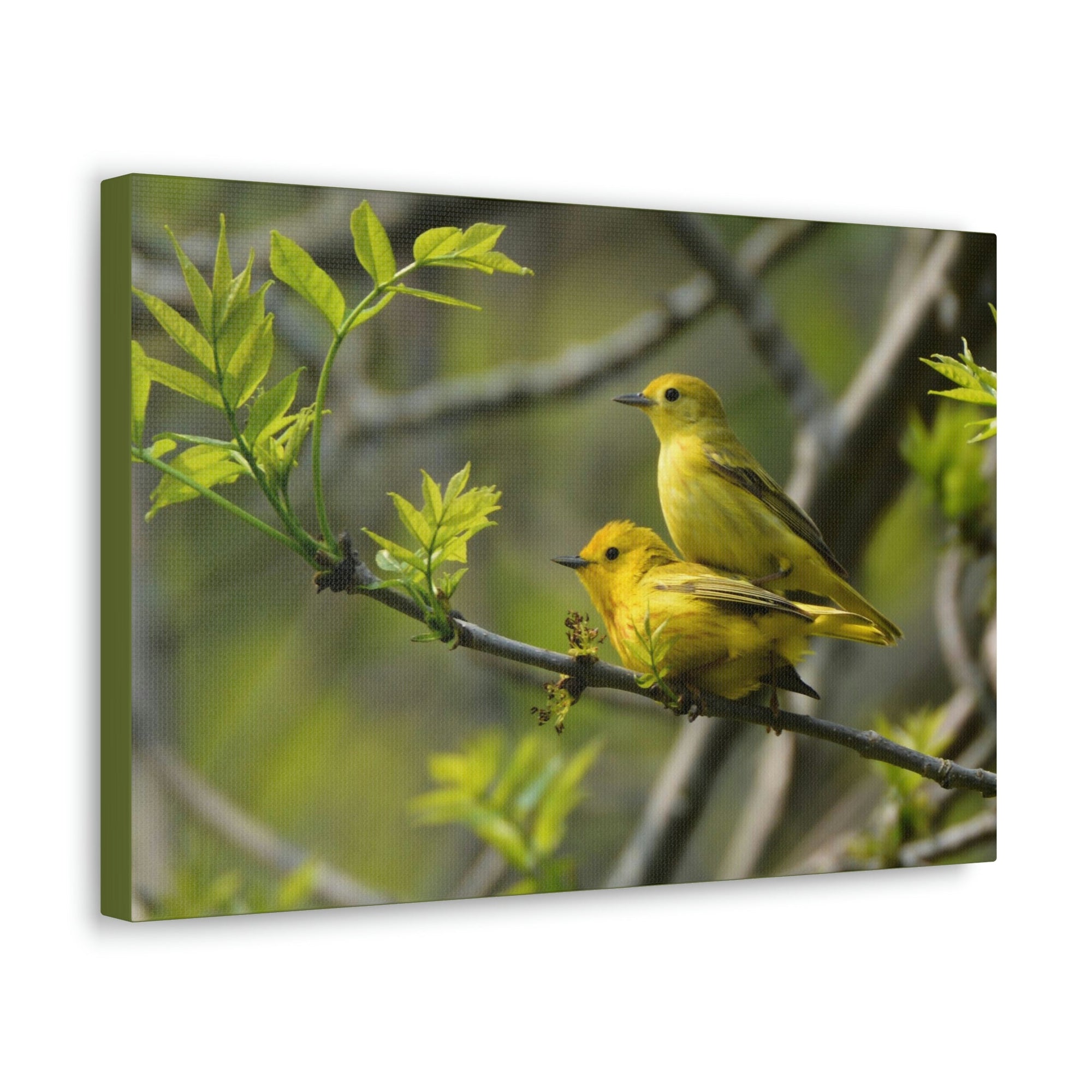 Scripture Walls Warbler Couple Warbler Couple Print Animal Wall Art Wildlife Canvas Prints Wall Art Ready to Hang Unframed-Express Your Love Gifts