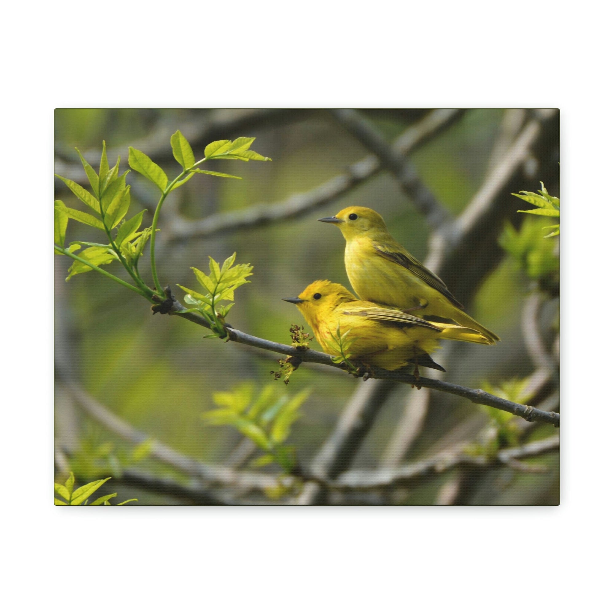 Scripture Walls Warbler Couple Warbler Couple Print Animal Wall Art Wildlife Canvas Prints Wall Art Ready to Hang Unframed-Express Your Love Gifts