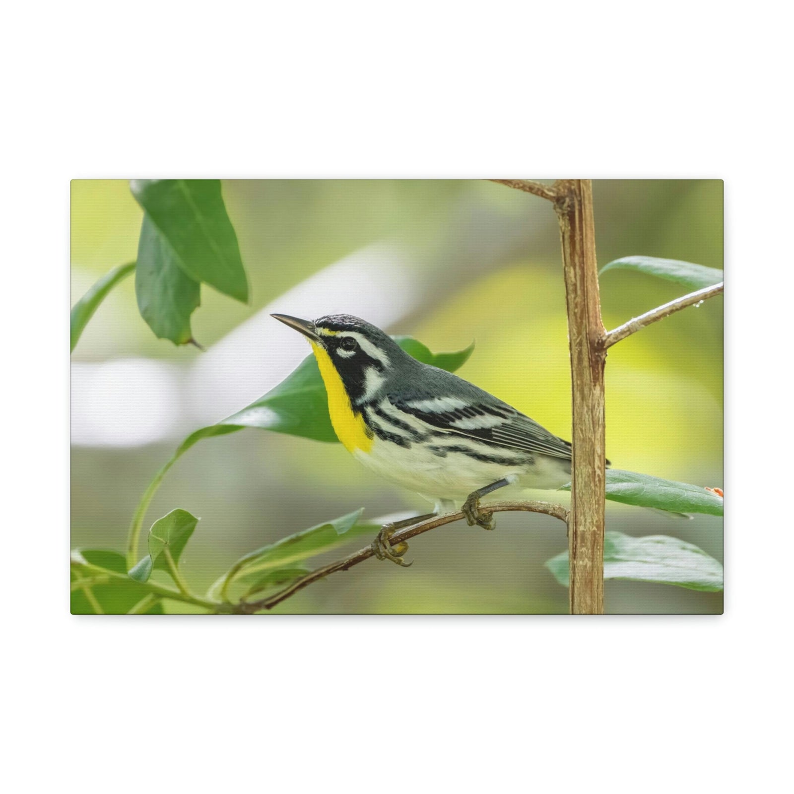 Scripture Walls Warbler Hunting Warbler on Hunt Print Animal Wall Art Wildlife Canvas Prints Wall Art Ready to Hang Unframed-Express Your Love Gifts