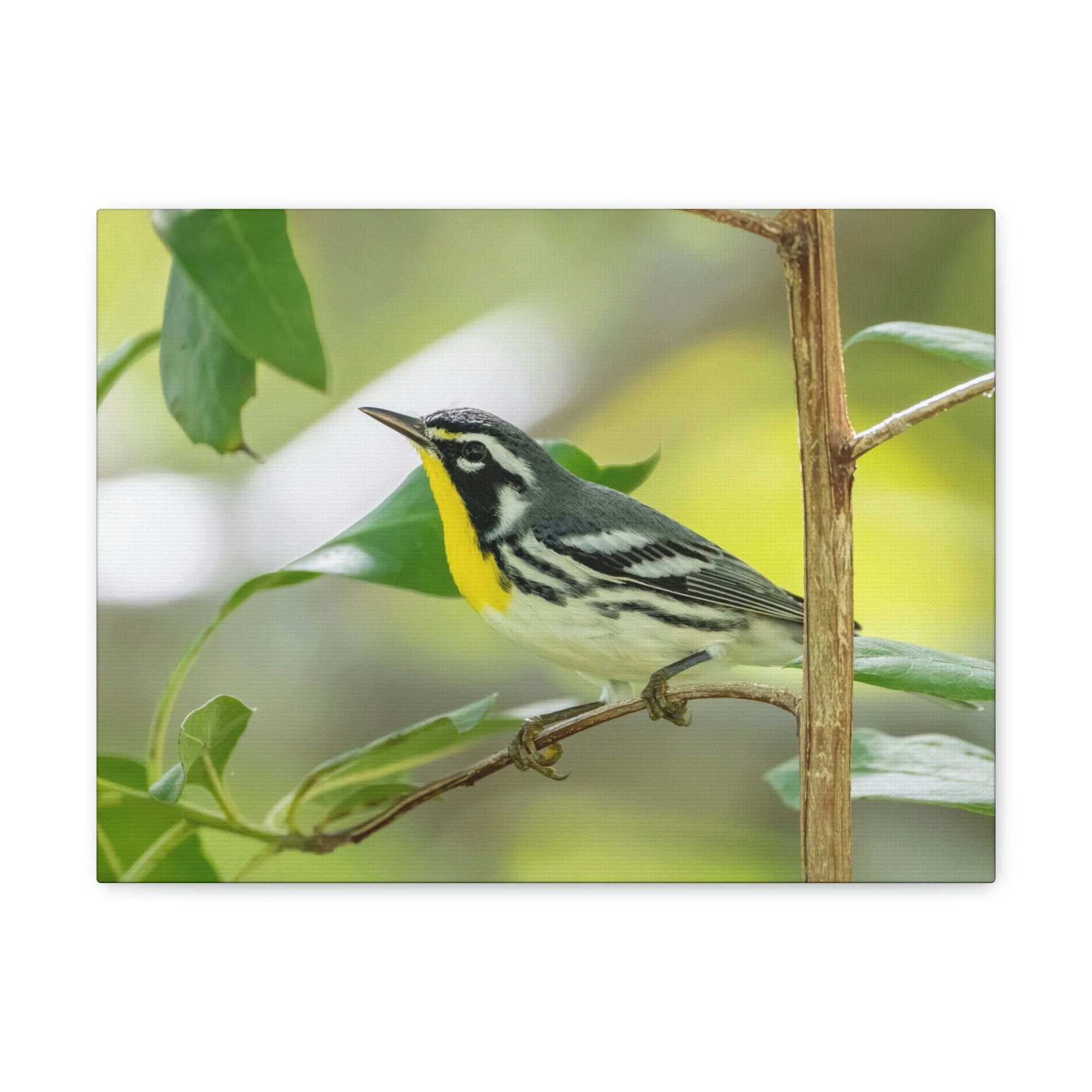 Scripture Walls Warbler Hunting Warbler on Hunt Print Animal Wall Art Wildlife Canvas Prints Wall Art Ready to Hang Unframed-Express Your Love Gifts