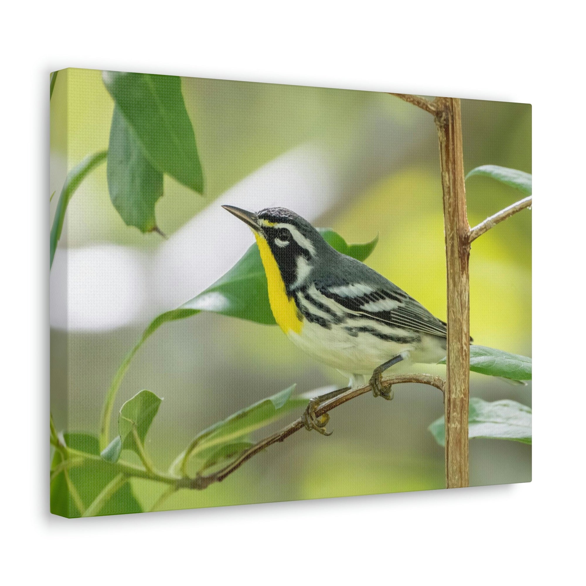 Scripture Walls Warbler Hunting Warbler on Hunt Print Animal Wall Art Wildlife Canvas Prints Wall Art Ready to Hang Unframed-Express Your Love Gifts