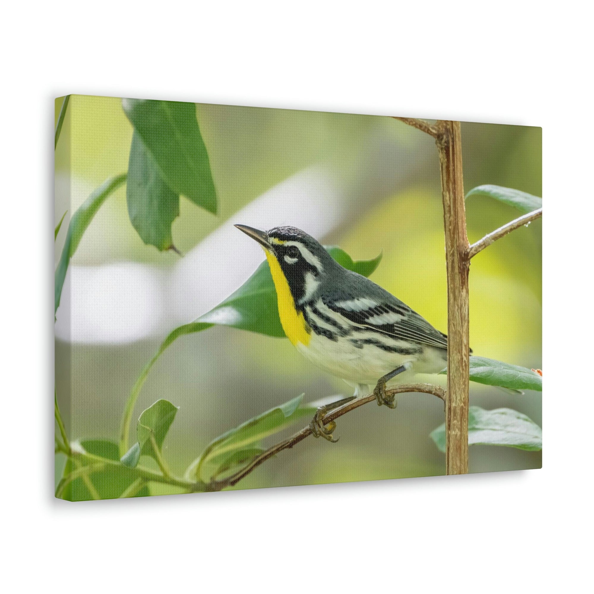 Scripture Walls Warbler Hunting Warbler on Hunt Print Animal Wall Art Wildlife Canvas Prints Wall Art Ready to Hang Unframed-Express Your Love Gifts