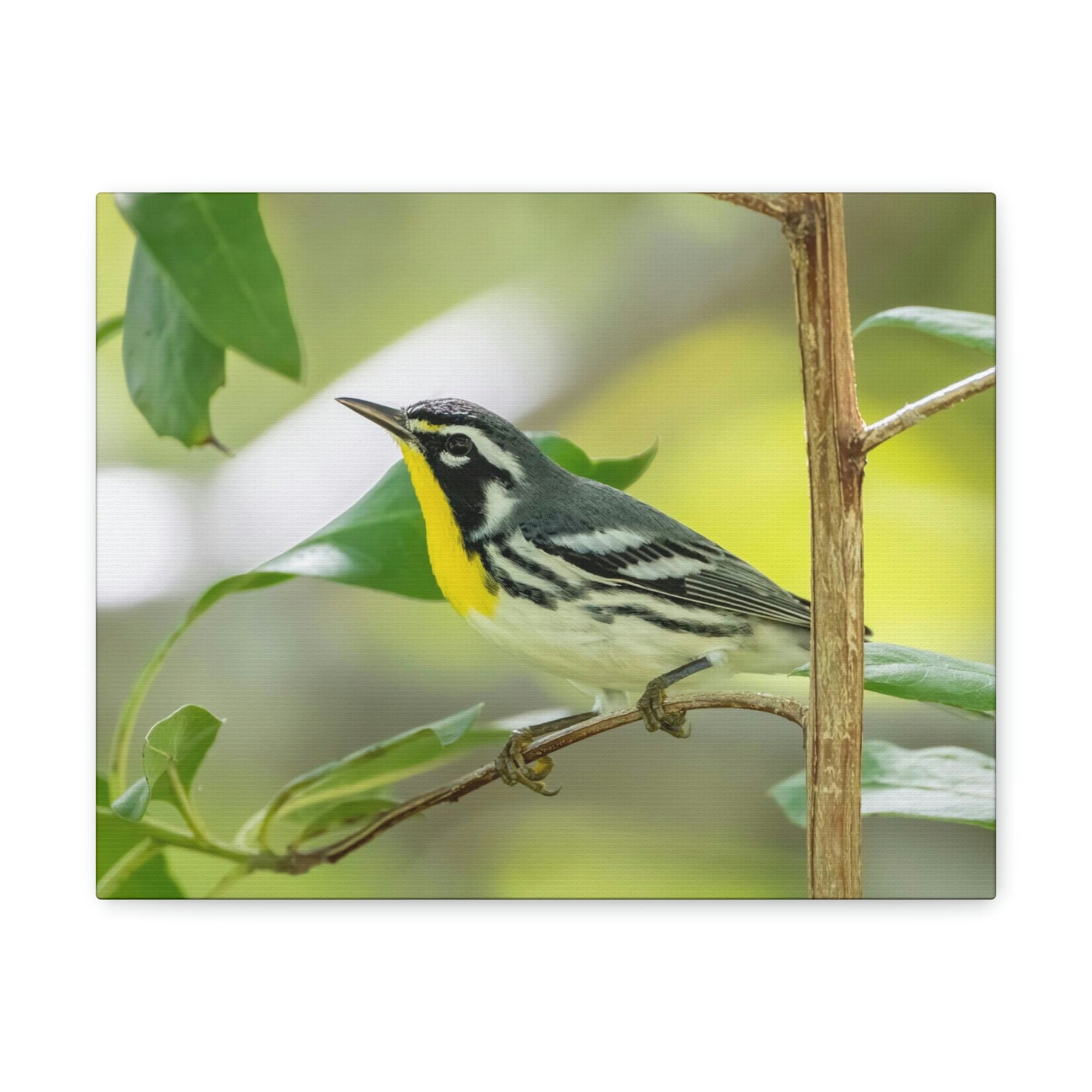 Scripture Walls Warbler Hunting Warbler on Hunt Print Animal Wall Art Wildlife Canvas Prints Wall Art Ready to Hang Unframed-Express Your Love Gifts