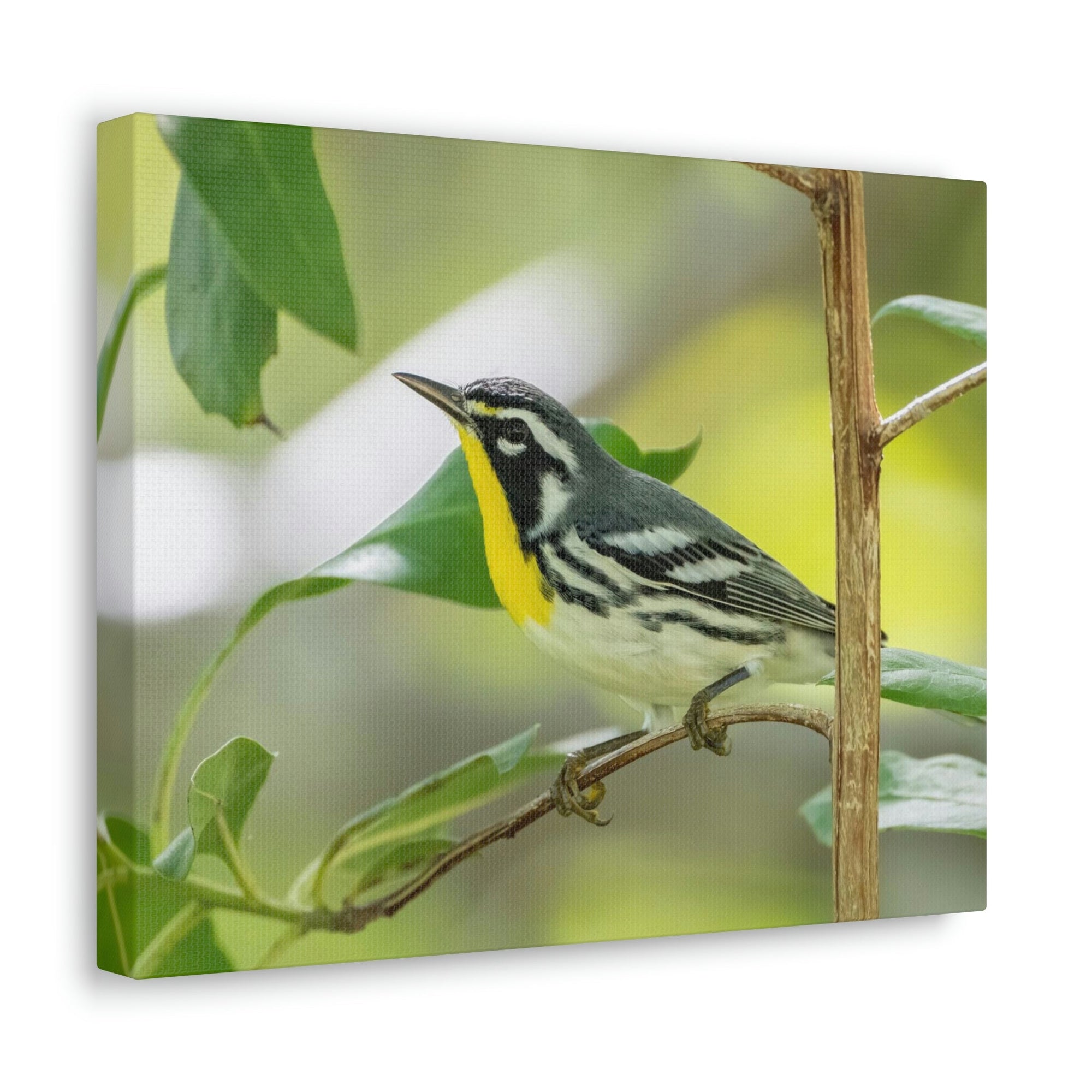 Scripture Walls Warbler Hunting Warbler on Hunt Print Animal Wall Art Wildlife Canvas Prints Wall Art Ready to Hang Unframed-Express Your Love Gifts