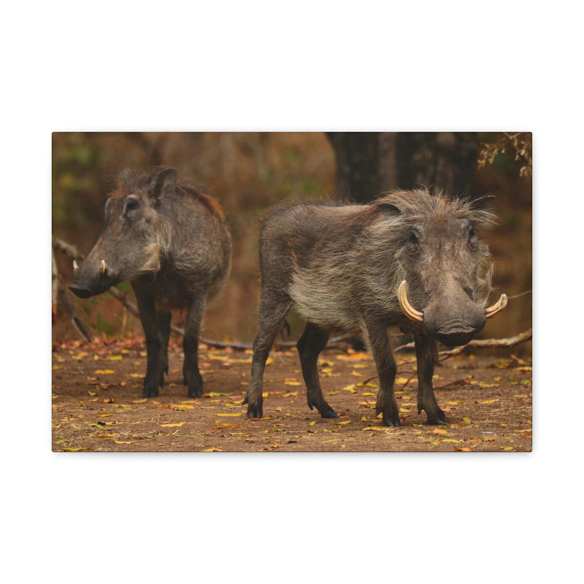 Scripture Walls Warthog Couple Warthog Couple Print Animal Wall Art Wildlife Canvas Prints Wall Art Ready to Hang Unframed-Express Your Love Gifts