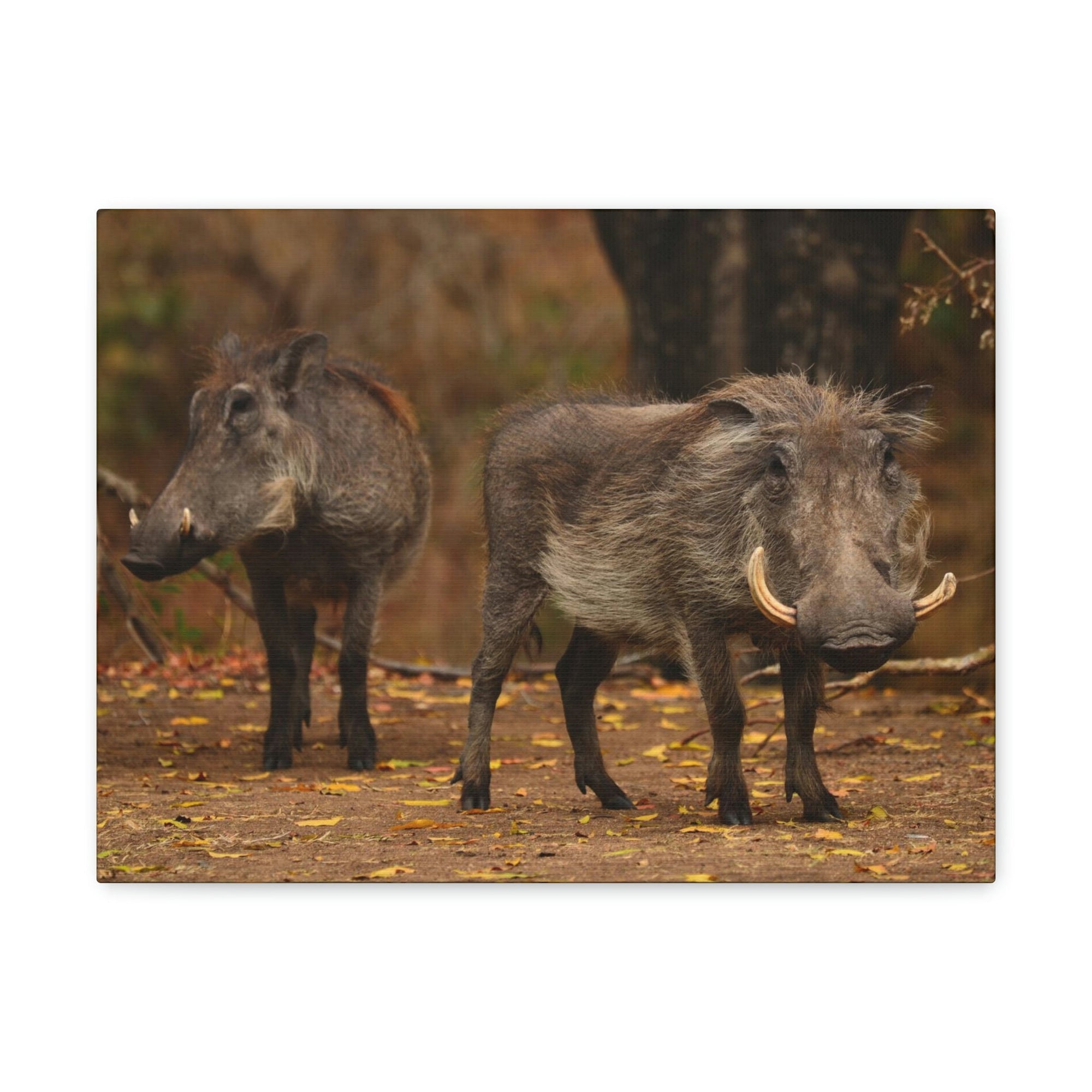 Scripture Walls Warthog Couple Warthog Couple Print Animal Wall Art Wildlife Canvas Prints Wall Art Ready to Hang Unframed-Express Your Love Gifts