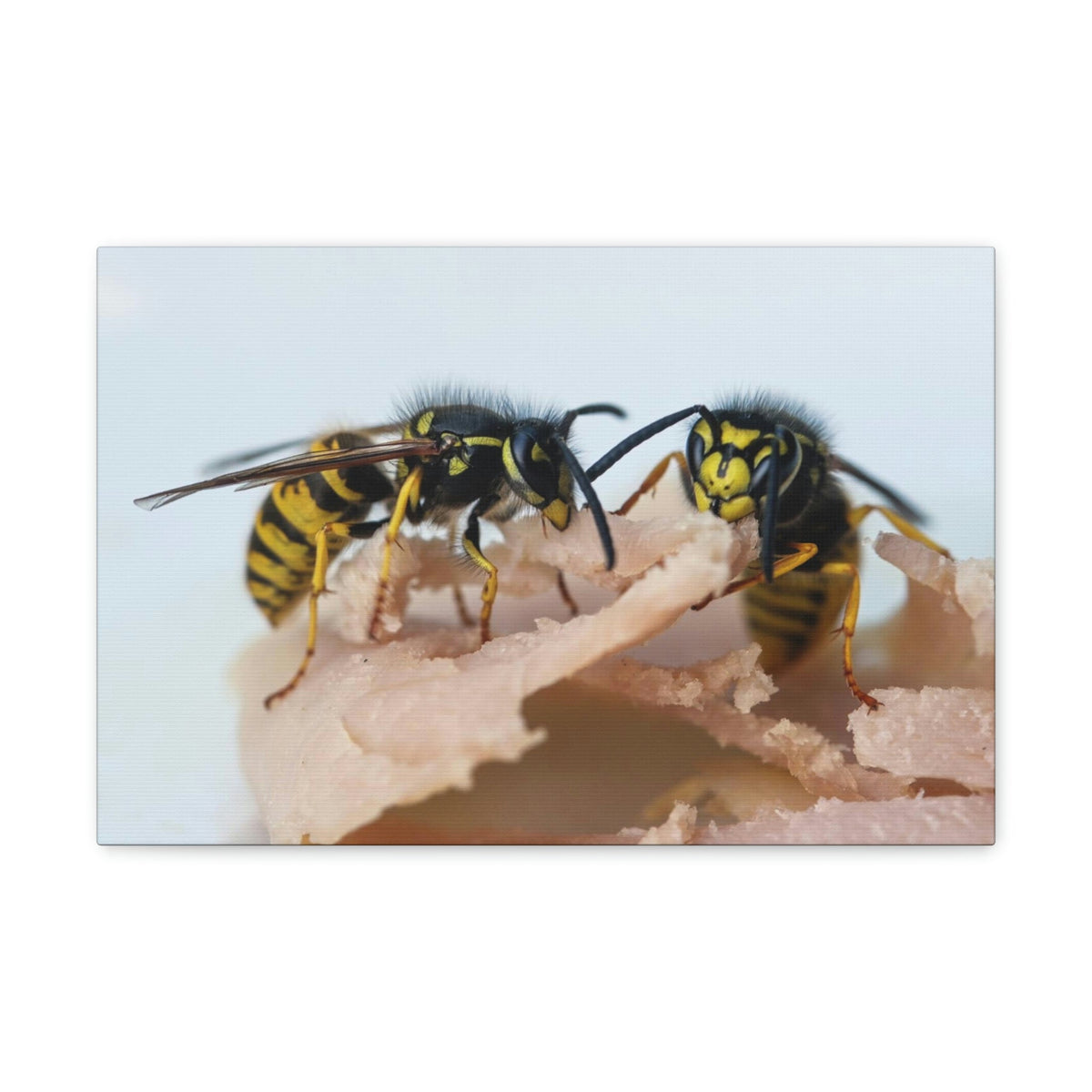 Scripture Walls Wasp Couple Wasp Couple Print Animal Wall Art Wildlife Canvas Prints Wall Art Ready to Hang Unframed-Express Your Love Gifts