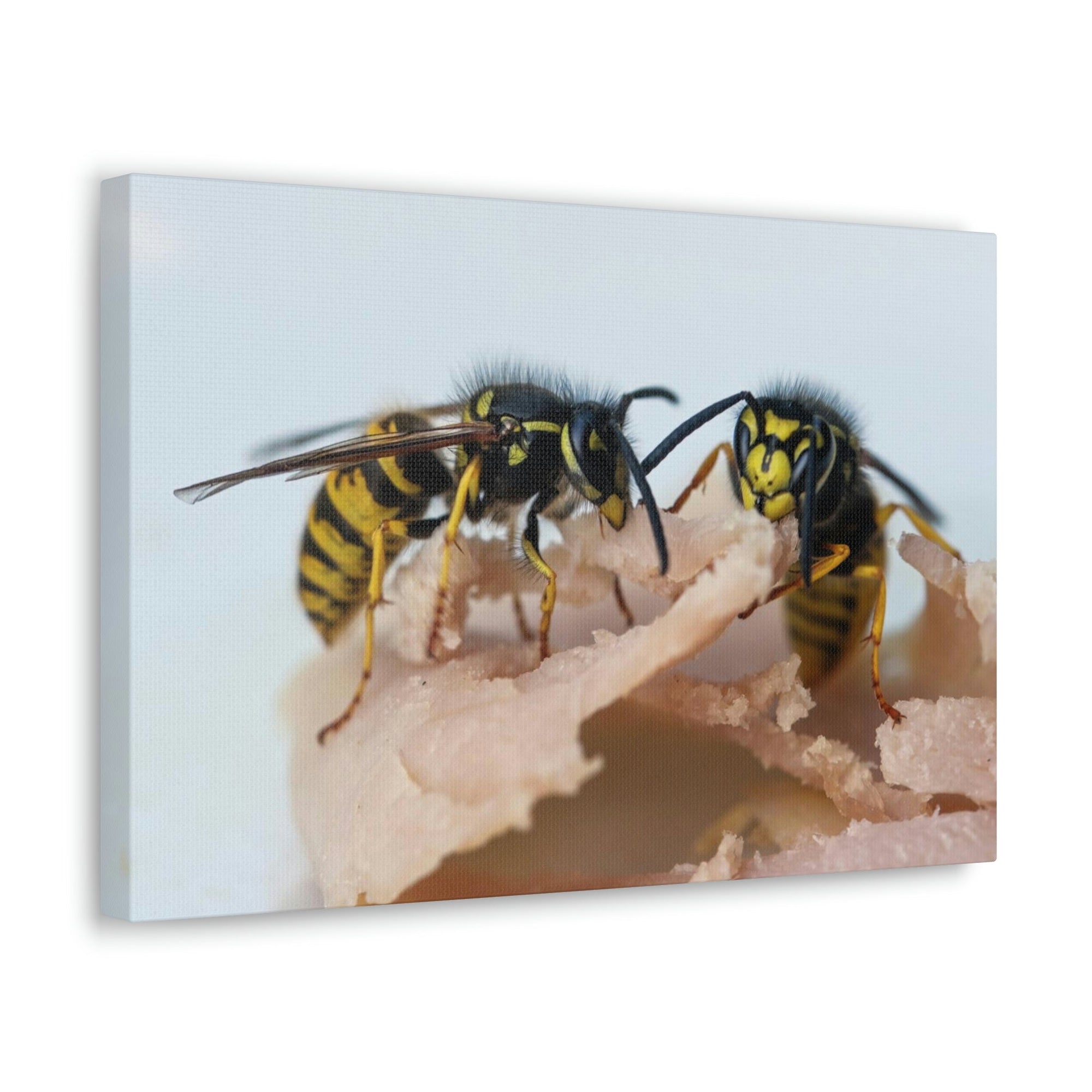 Scripture Walls Wasp Couple Wasp Couple Print Animal Wall Art Wildlife Canvas Prints Wall Art Ready to Hang Unframed-Express Your Love Gifts