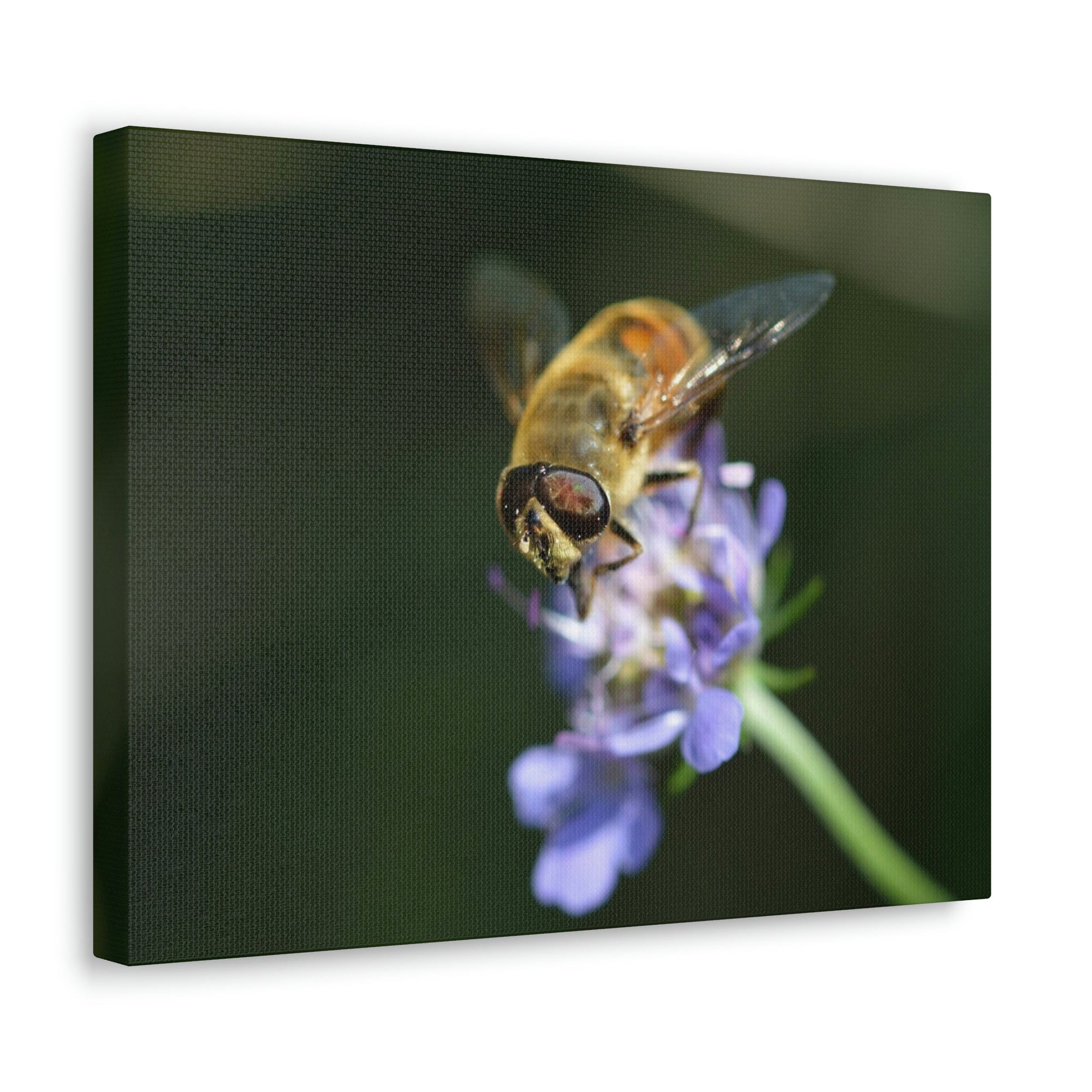 Scripture Walls Wasp Hunting Wasp on Hunt Print Animal Wall Art Wildlife Canvas Prints Wall Art Ready to Hang Unframed-Express Your Love Gifts