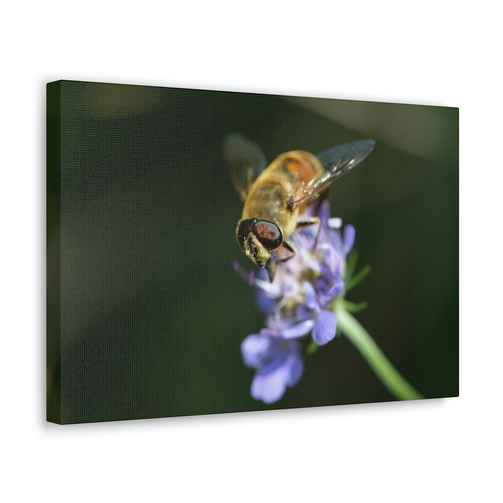 Scripture Walls Wasp Hunting Wasp on Hunt Print Animal Wall Art Wildlife Canvas Prints Wall Art Ready to Hang Unframed-Express Your Love Gifts