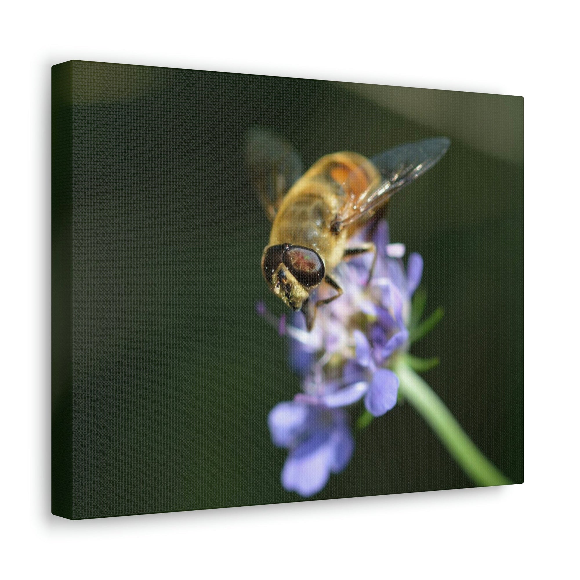 Scripture Walls Wasp Hunting Wasp on Hunt Print Animal Wall Art Wildlife Canvas Prints Wall Art Ready to Hang Unframed-Express Your Love Gifts