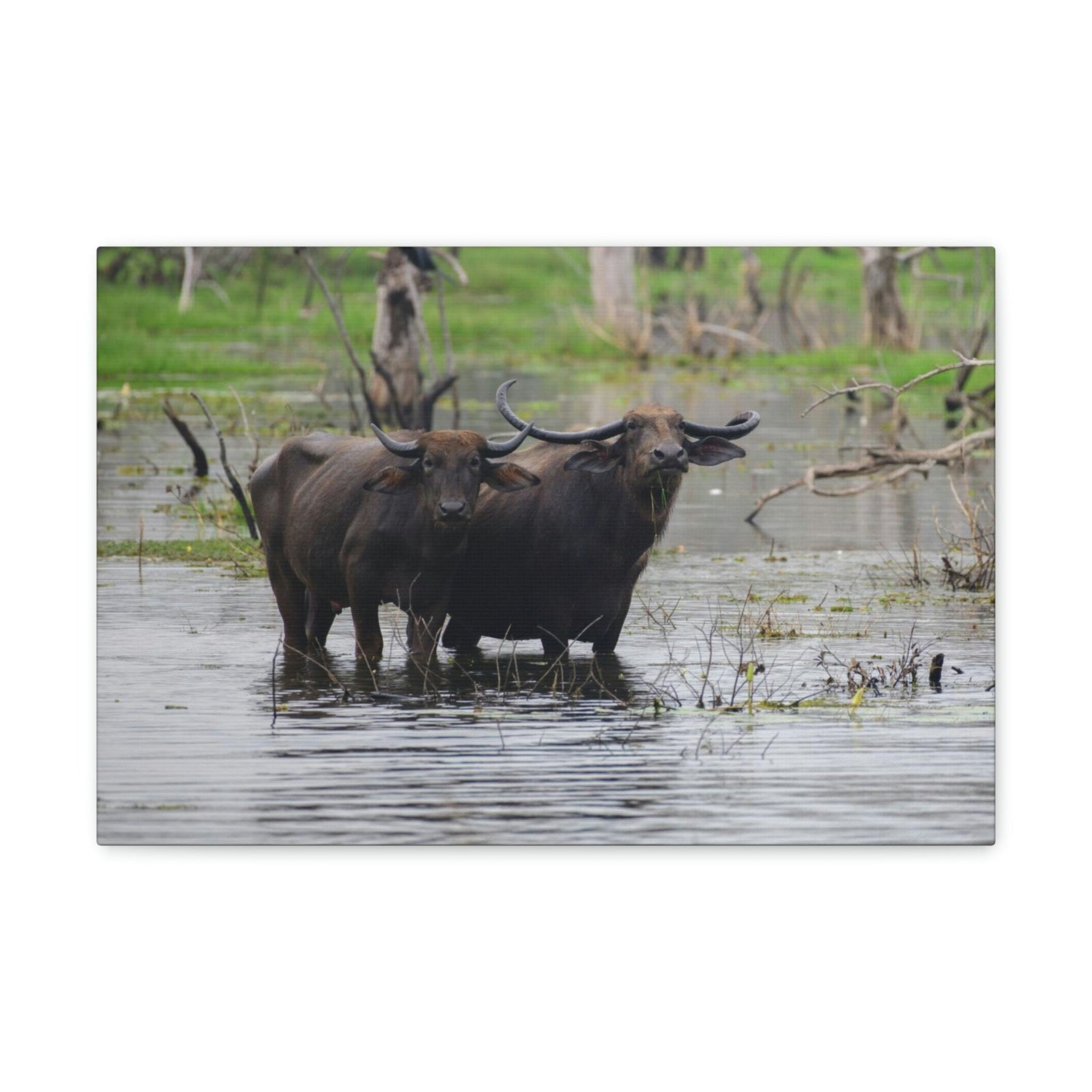 Scripture Walls Water Buffalo Couple Water Buffalo Couple Print Animal Wall Art Wildlife Canvas Prints Wall Art Ready to Hang Unframed-Express Your Love Gifts