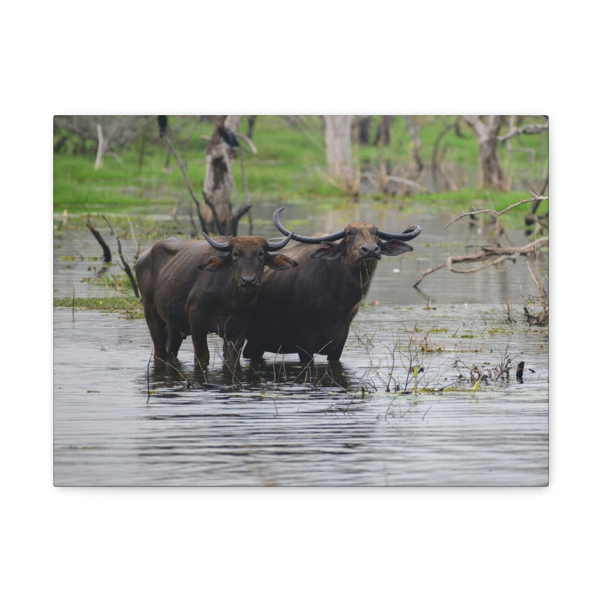 Scripture Walls Water Buffalo Couple Water Buffalo Couple Print Animal Wall Art Wildlife Canvas Prints Wall Art Ready to Hang Unframed-Express Your Love Gifts