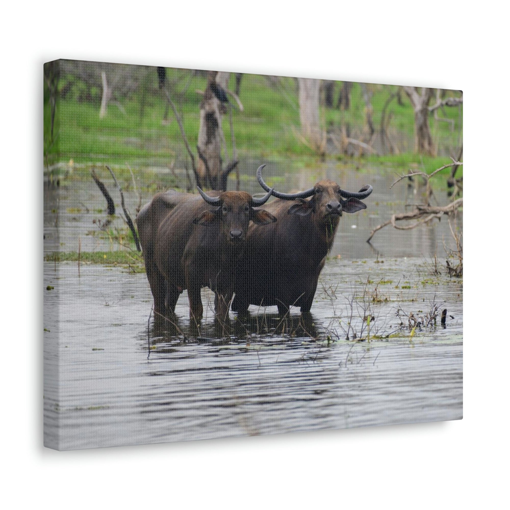 Scripture Walls Water Buffalo Couple Water Buffalo Couple Print Animal Wall Art Wildlife Canvas Prints Wall Art Ready to Hang Unframed-Express Your Love Gifts