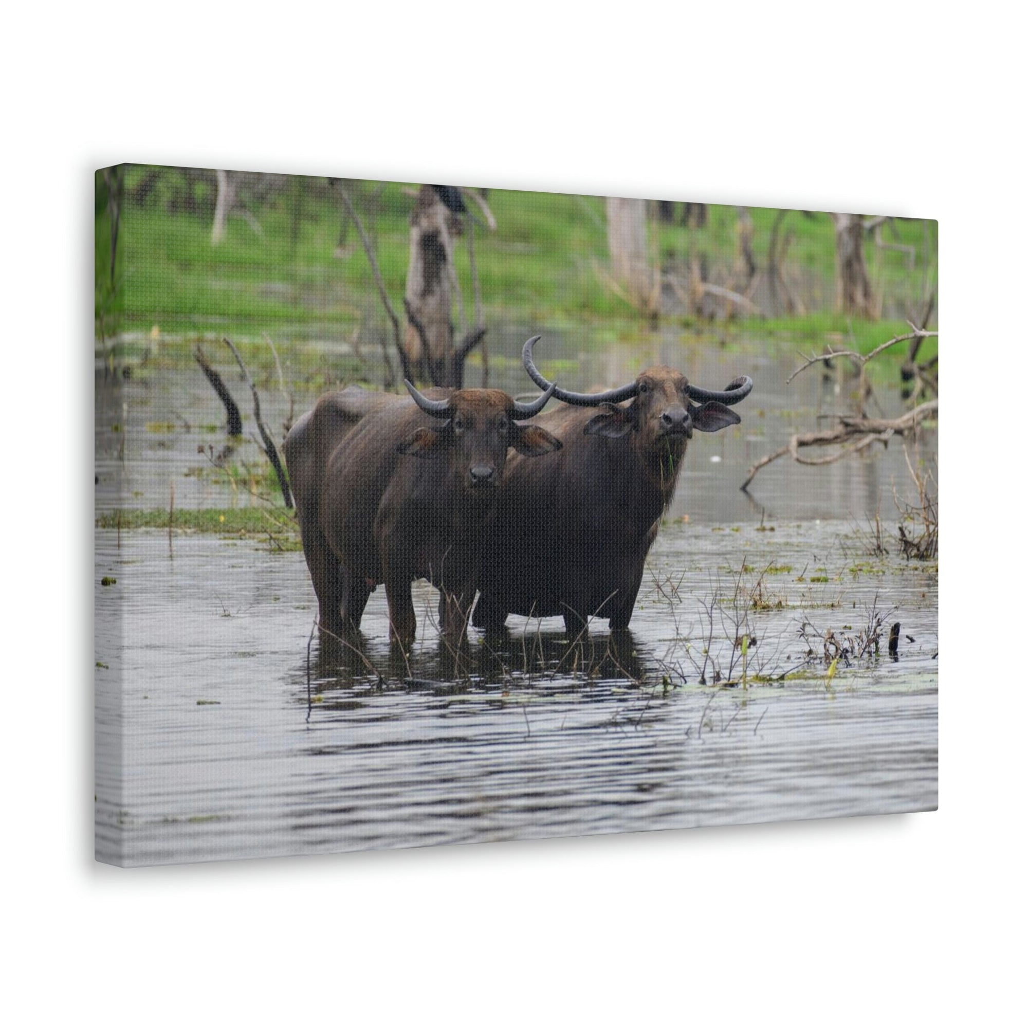 Scripture Walls Water Buffalo Couple Water Buffalo Couple Print Animal Wall Art Wildlife Canvas Prints Wall Art Ready to Hang Unframed-Express Your Love Gifts