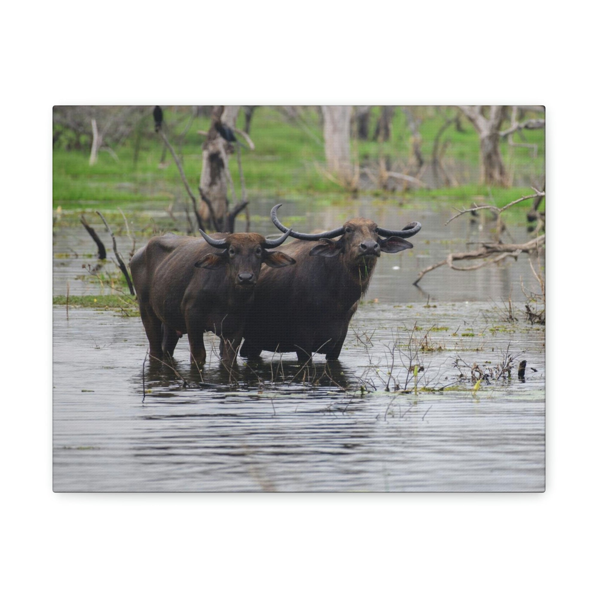 Scripture Walls Water Buffalo Couple Water Buffalo Couple Print Animal Wall Art Wildlife Canvas Prints Wall Art Ready to Hang Unframed-Express Your Love Gifts