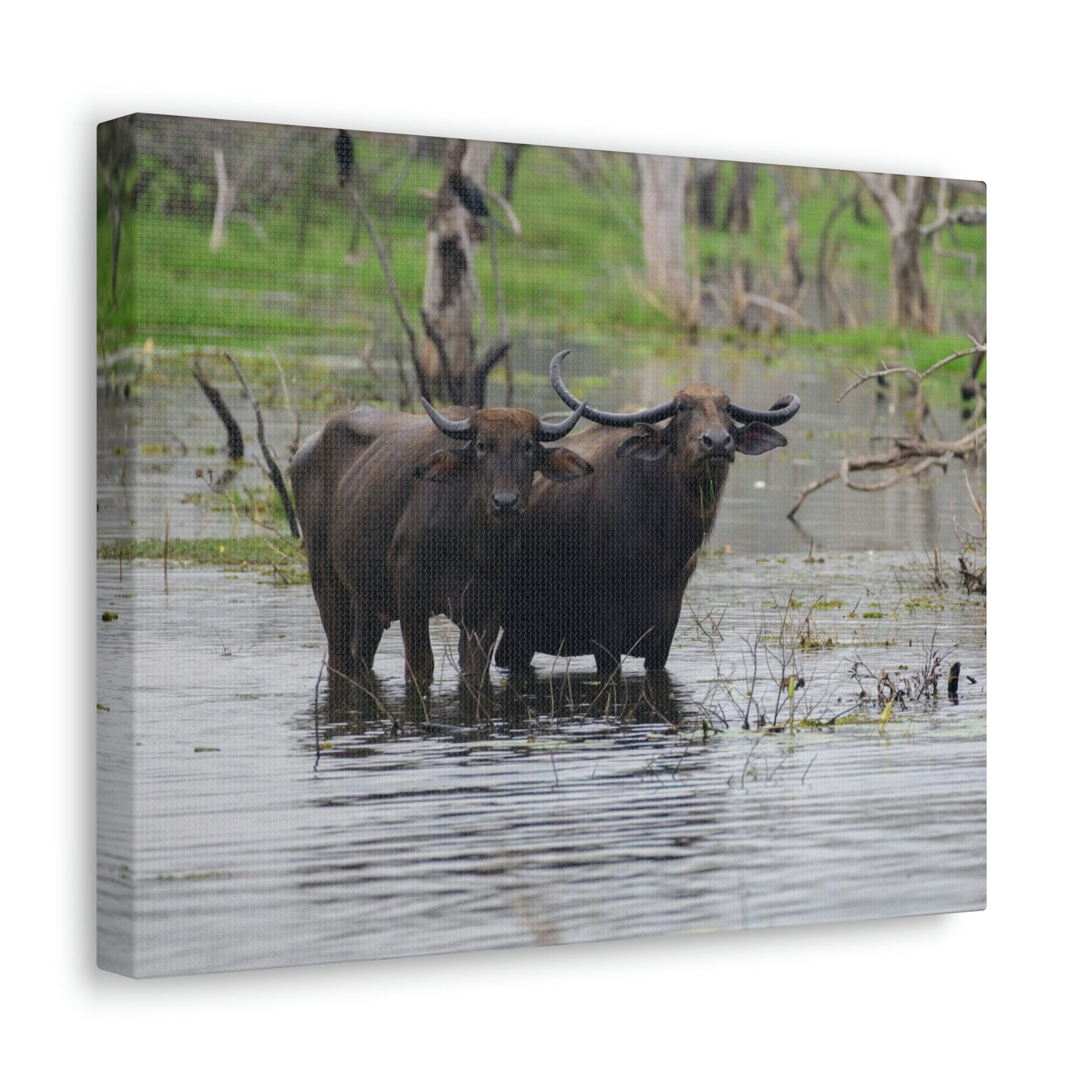 Scripture Walls Water Buffalo Couple Water Buffalo Couple Print Animal Wall Art Wildlife Canvas Prints Wall Art Ready to Hang Unframed-Express Your Love Gifts