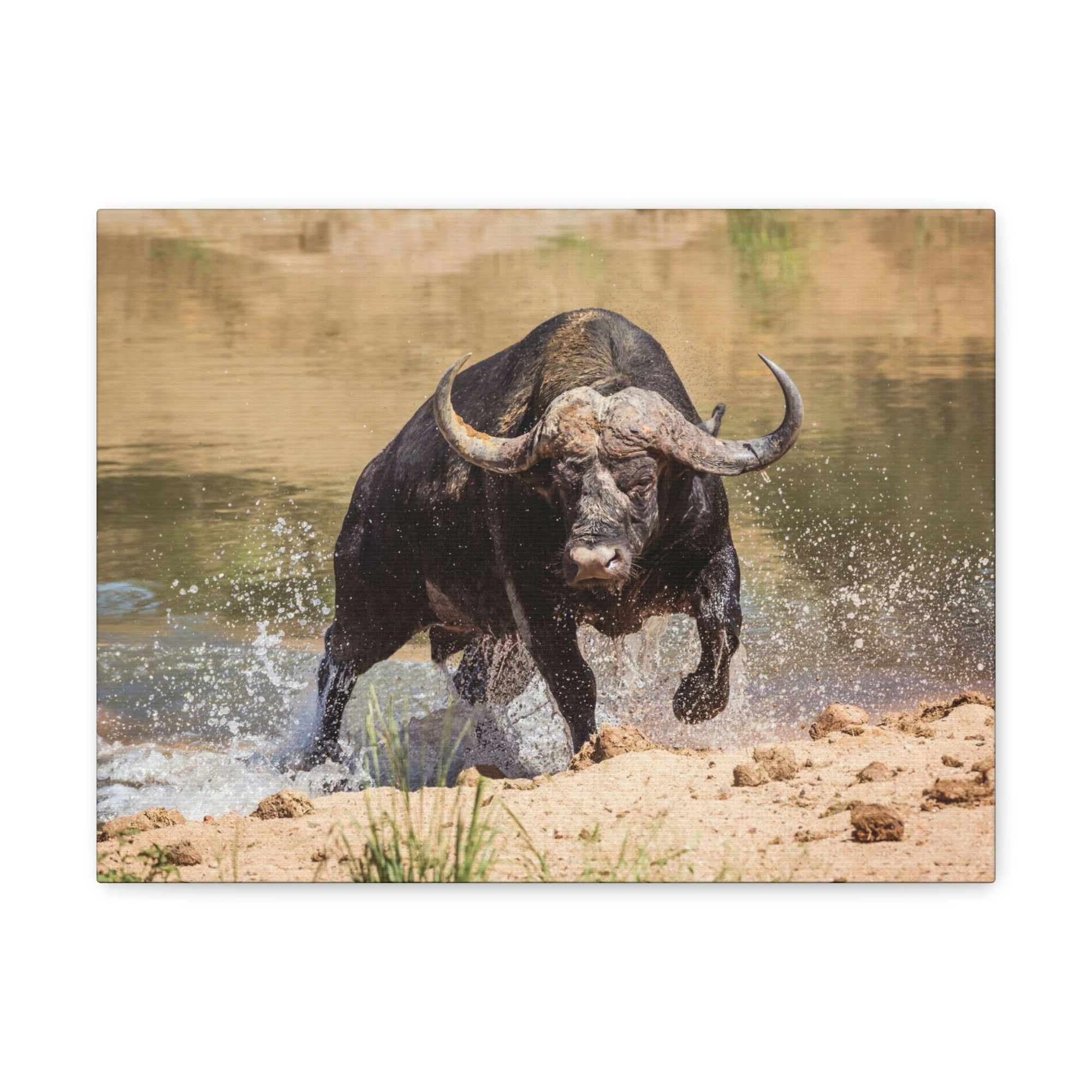 Scripture Walls Water Buffalo Hunting Water Buffalo on Hunt Print Animal Wall Art Wildlife Canvas Prints Wall Art Ready to Hang Unframed-Express Your Love Gifts