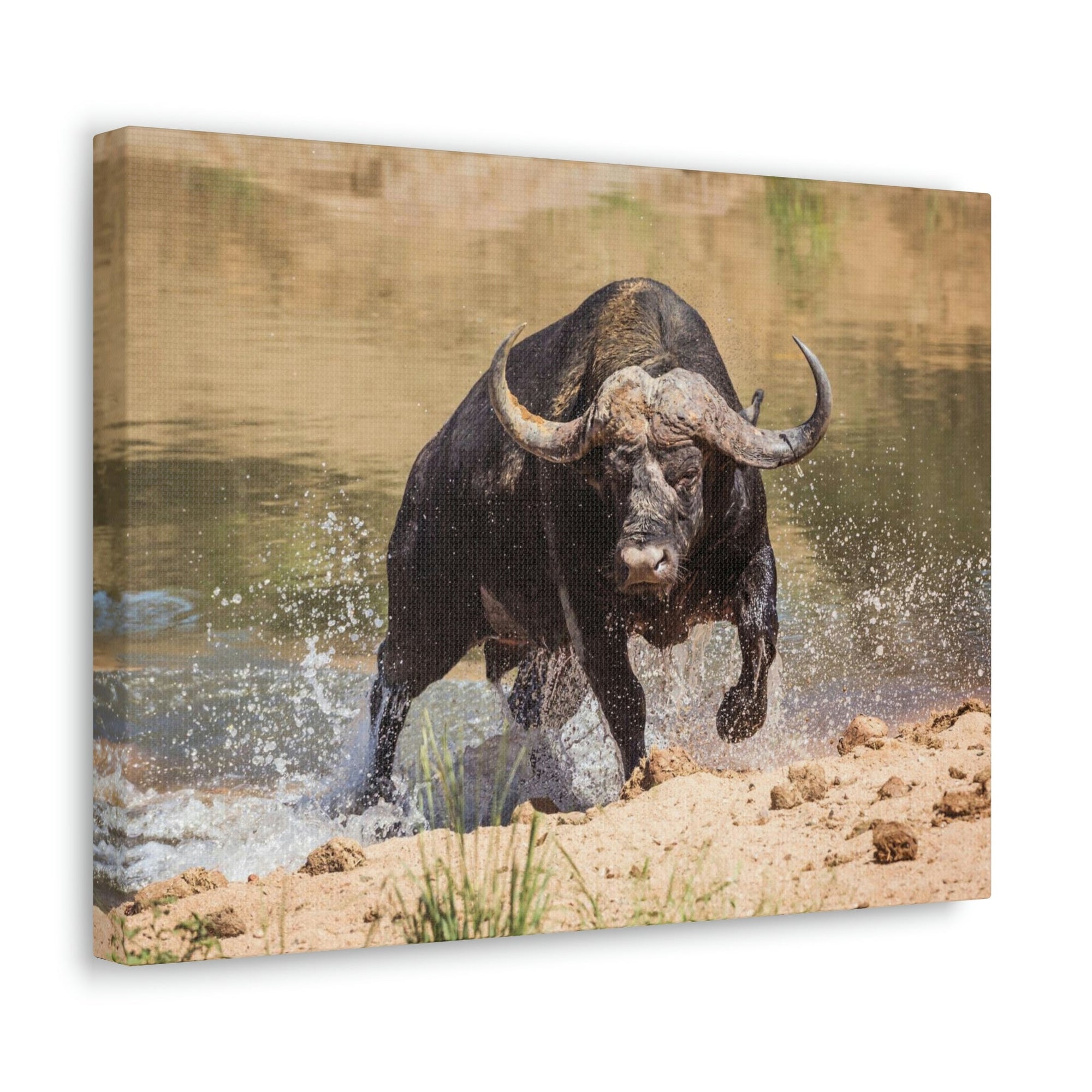 Scripture Walls Water Buffalo Hunting Water Buffalo on Hunt Print Animal Wall Art Wildlife Canvas Prints Wall Art Ready to Hang Unframed-Express Your Love Gifts