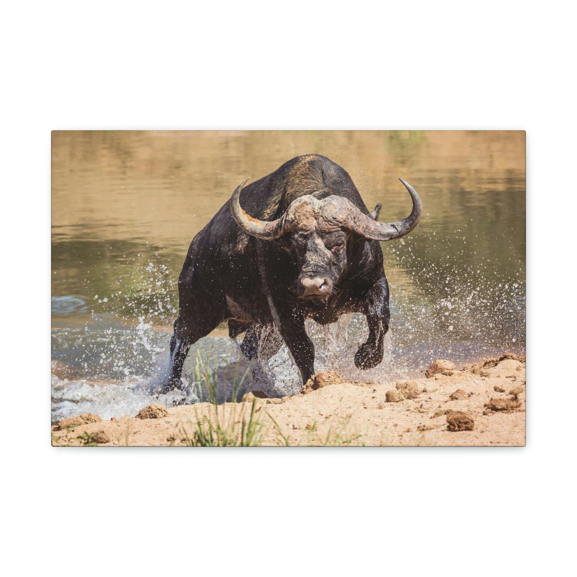 Scripture Walls Water Buffalo Hunting Water Buffalo on Hunt Print Animal Wall Art Wildlife Canvas Prints Wall Art Ready to Hang Unframed-Express Your Love Gifts