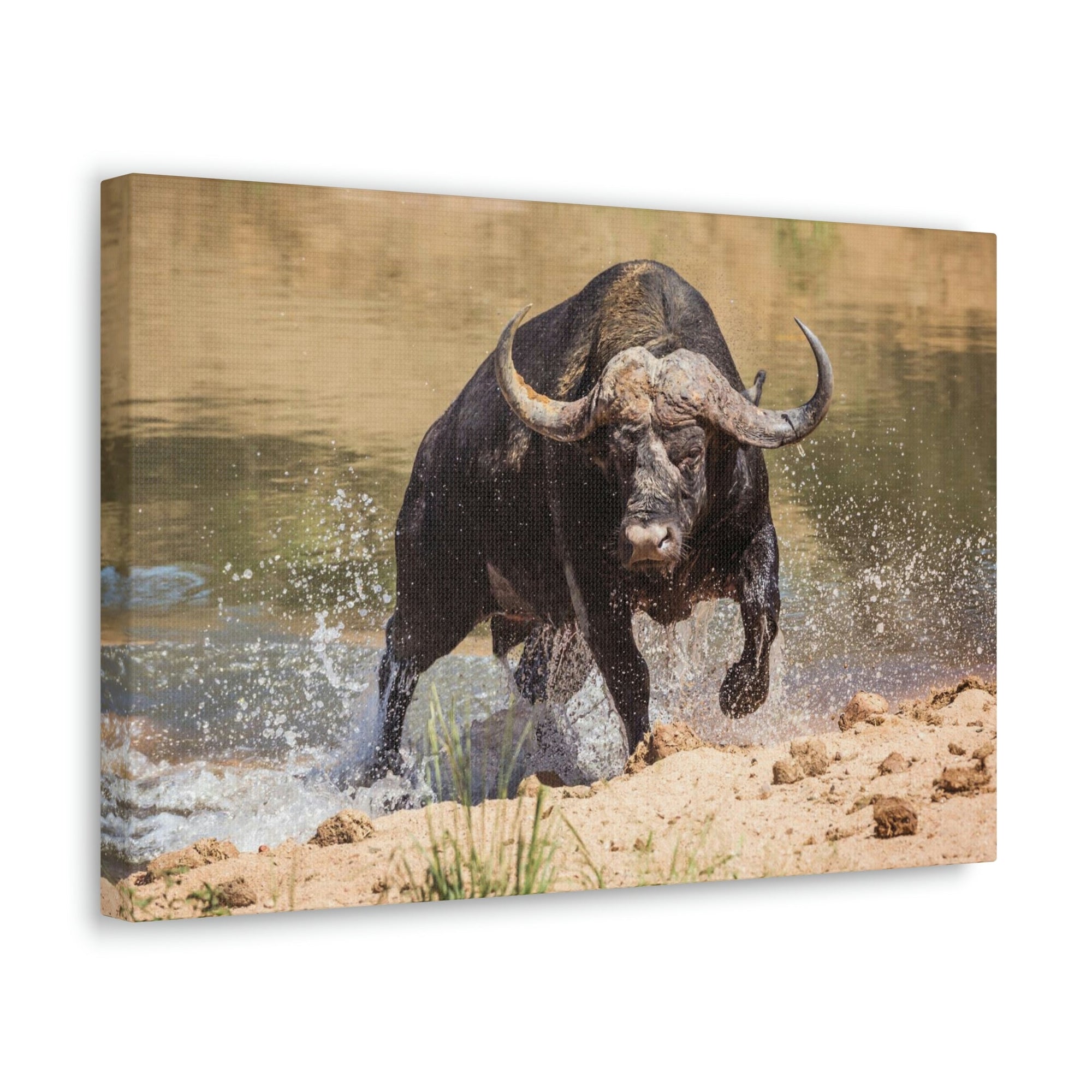 Scripture Walls Water Buffalo Hunting Water Buffalo on Hunt Print Animal Wall Art Wildlife Canvas Prints Wall Art Ready to Hang Unframed-Express Your Love Gifts