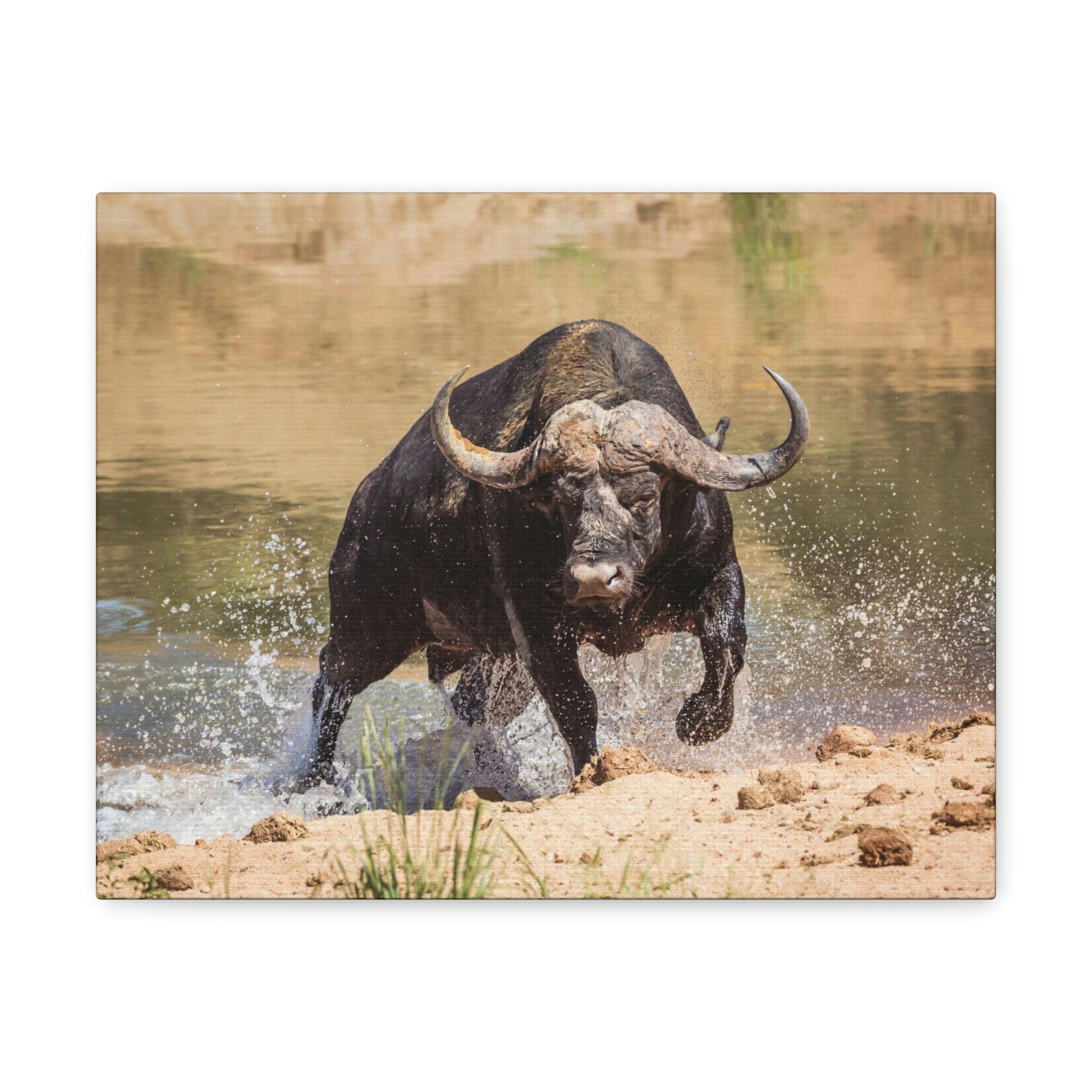 Scripture Walls Water Buffalo Hunting Water Buffalo on Hunt Print Animal Wall Art Wildlife Canvas Prints Wall Art Ready to Hang Unframed-Express Your Love Gifts