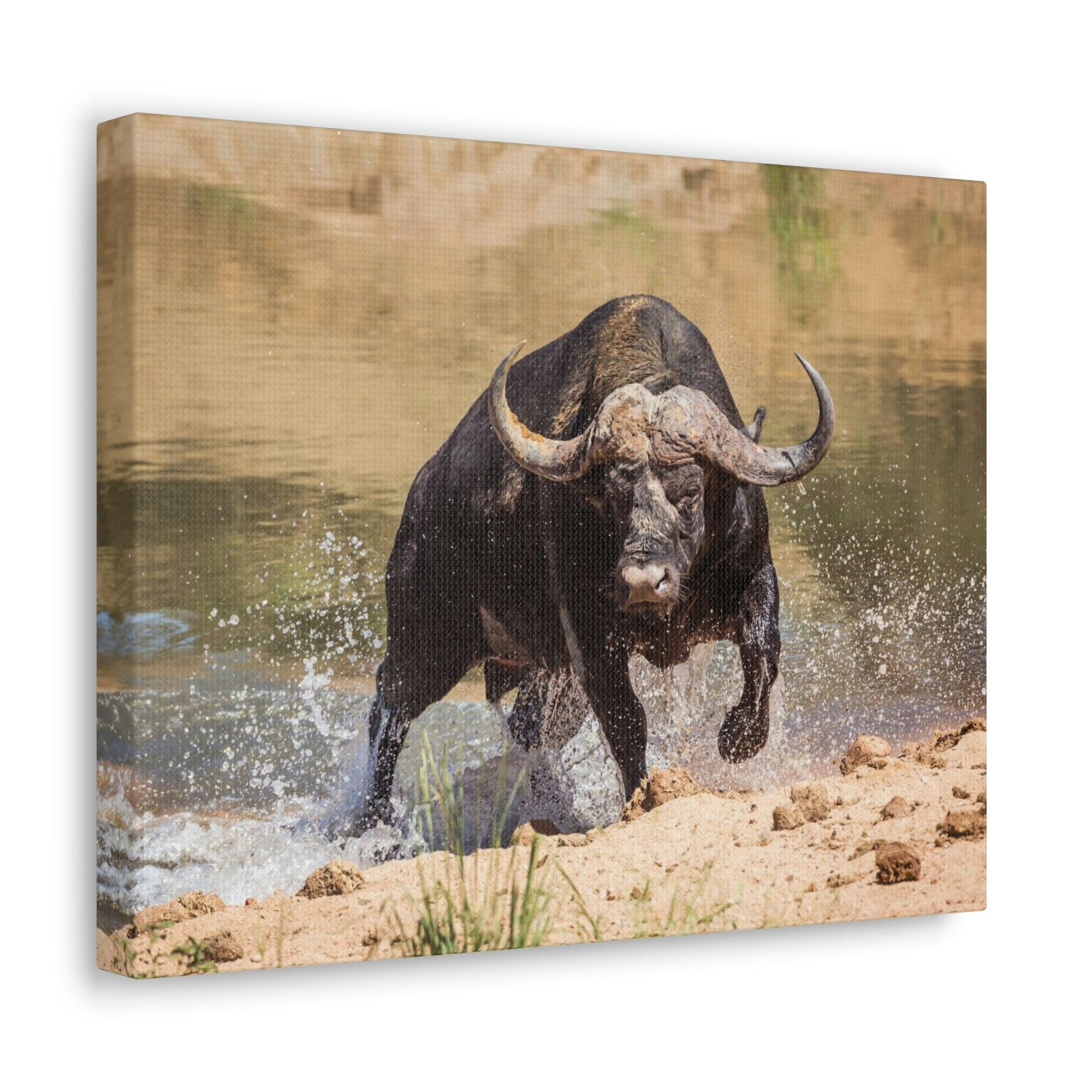 Scripture Walls Water Buffalo Hunting Water Buffalo on Hunt Print Animal Wall Art Wildlife Canvas Prints Wall Art Ready to Hang Unframed-Express Your Love Gifts