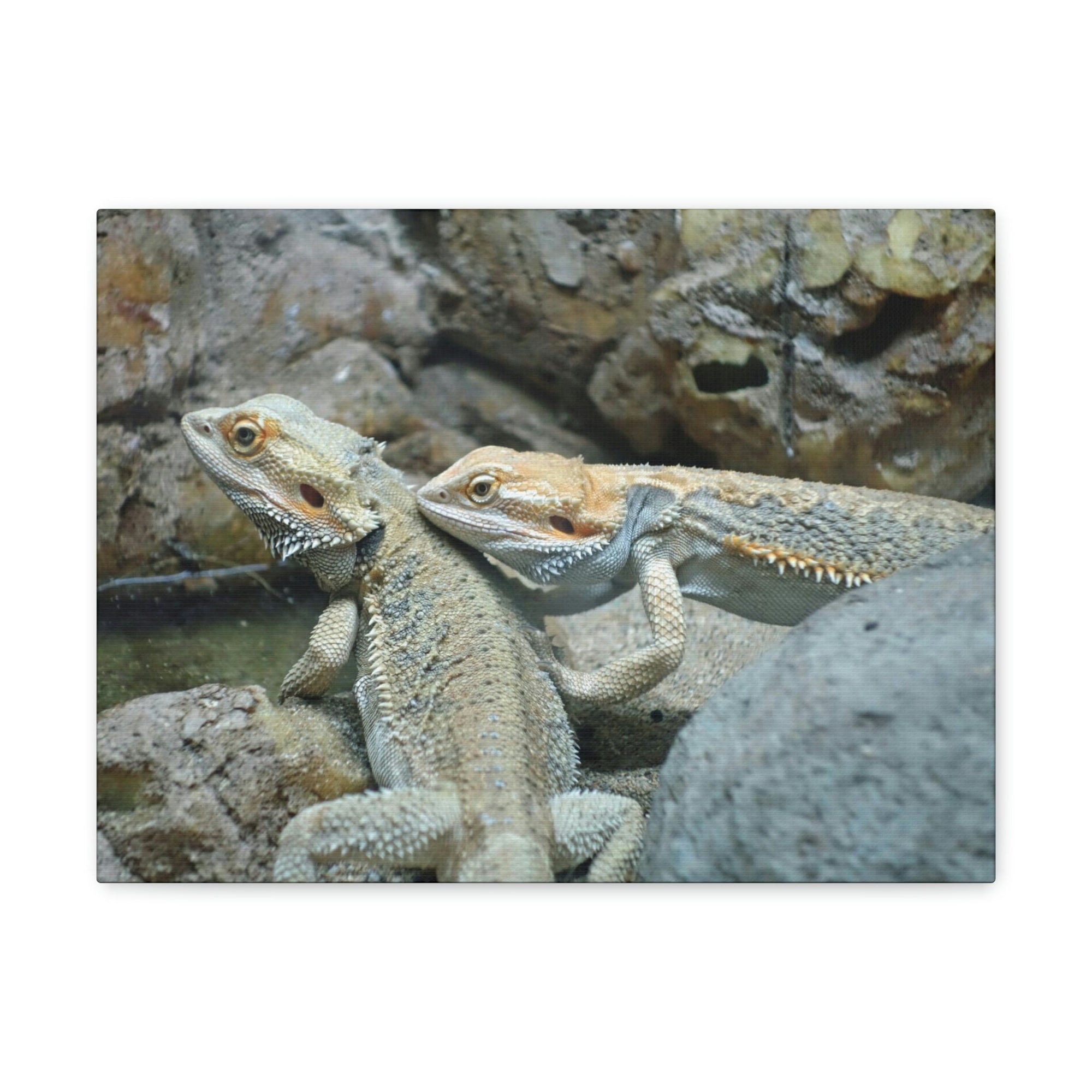 Scripture Walls Water Dragon Couple Water Dragon Couple Print Animal Wall Art Wildlife Canvas Prints Wall Art Ready to Hang Unframed-Express Your Love Gifts