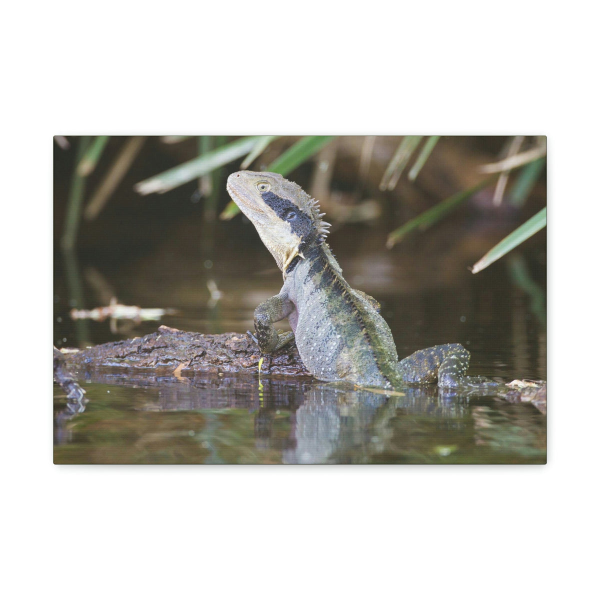 Scripture Walls Water Dragon Hunting Water Dragon on Hunt Print Animal Wall Art Wildlife Canvas Prints Wall Art Ready to Hang Unframed-Express Your Love Gifts