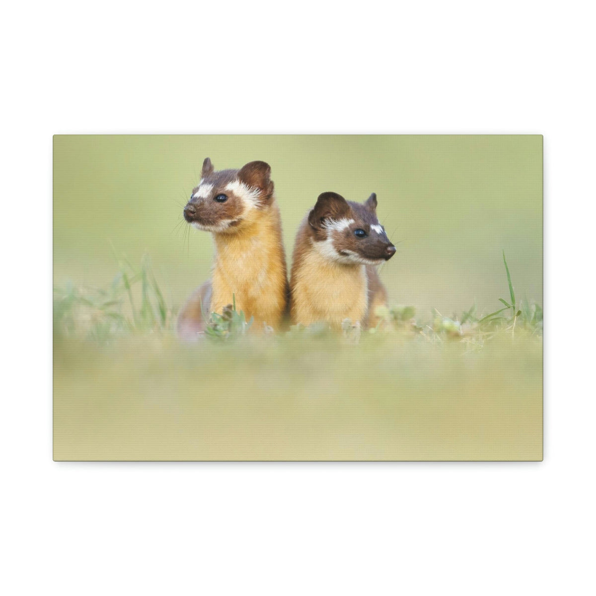 Scripture Walls Weasel Couple Weasel Couple Print Animal Wall Art Wildlife Canvas Prints Wall Art Ready to Hang Unframed-Express Your Love Gifts