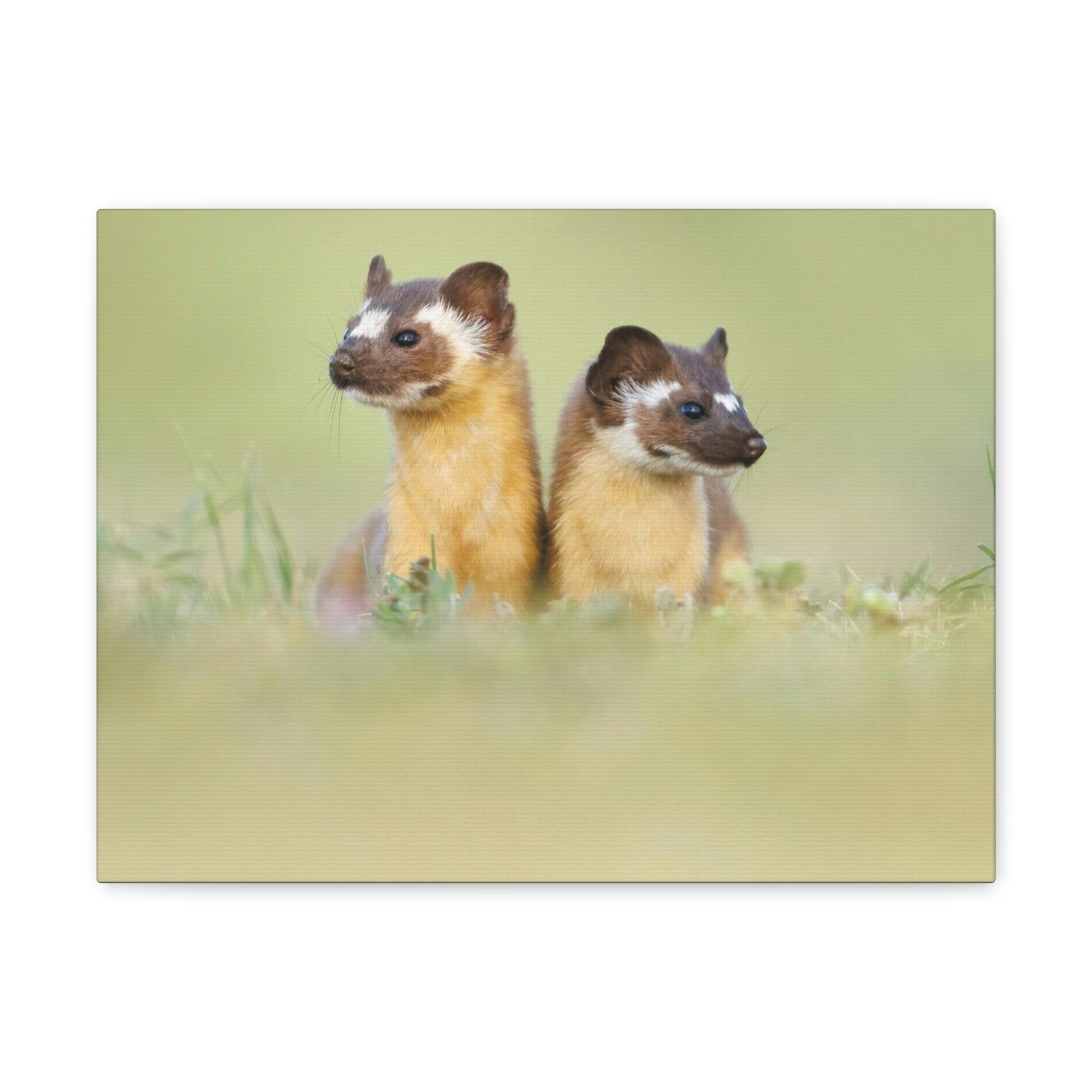 Scripture Walls Weasel Couple Weasel Couple Print Animal Wall Art Wildlife Canvas Prints Wall Art Ready to Hang Unframed-Express Your Love Gifts