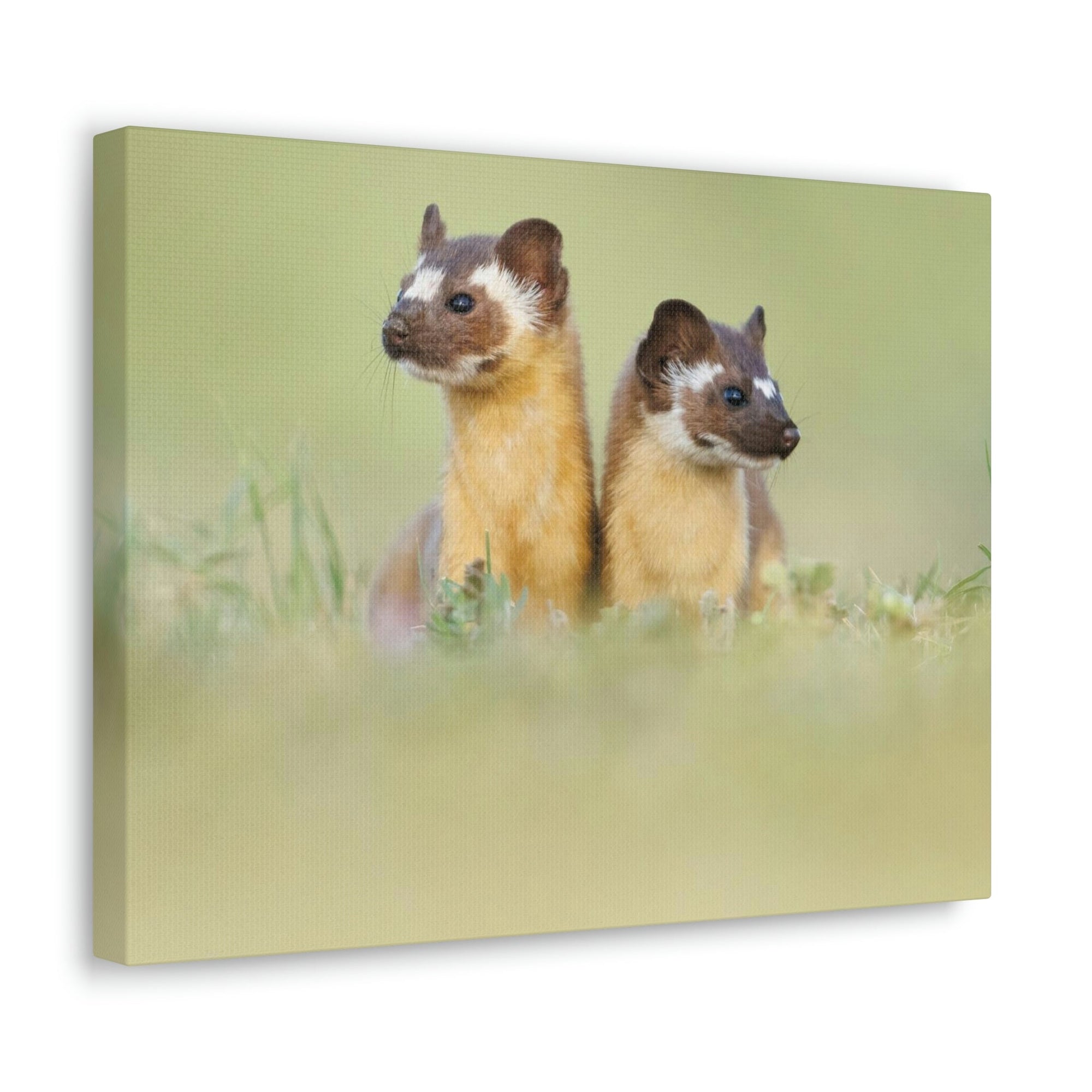 Scripture Walls Weasel Couple Weasel Couple Print Animal Wall Art Wildlife Canvas Prints Wall Art Ready to Hang Unframed-Express Your Love Gifts