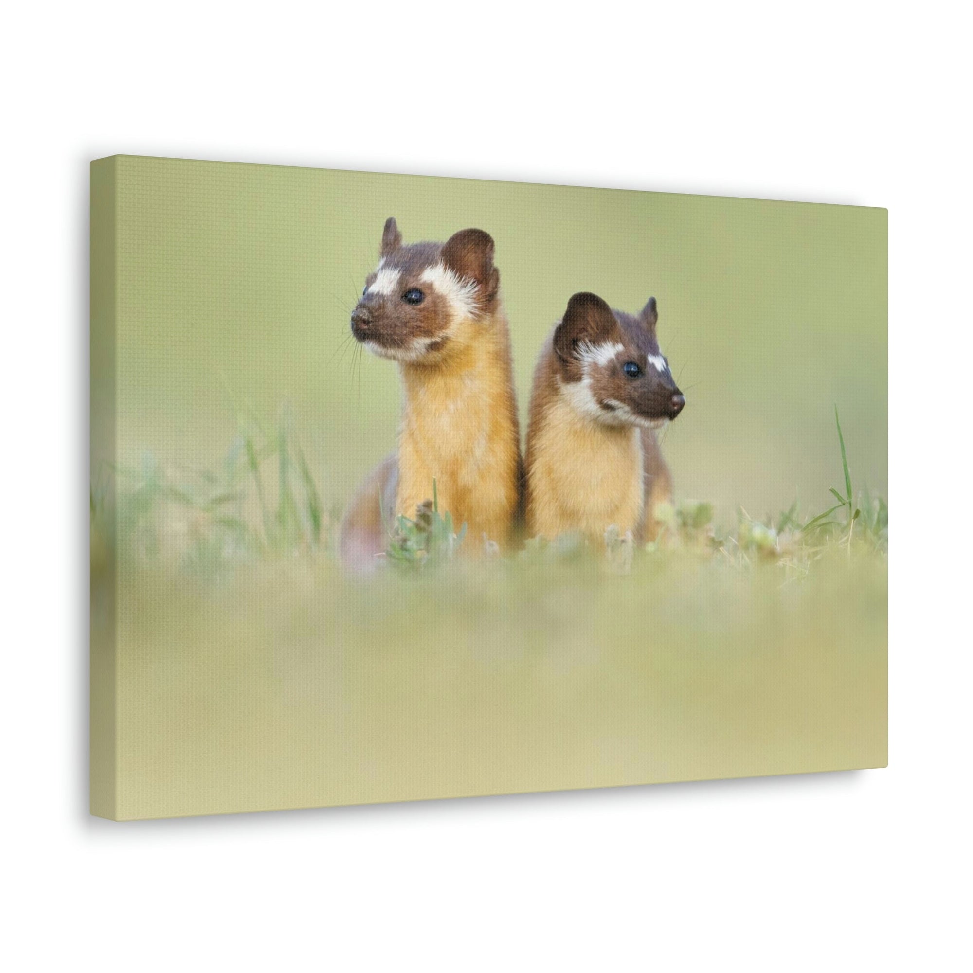 Scripture Walls Weasel Couple Weasel Couple Print Animal Wall Art Wildlife Canvas Prints Wall Art Ready to Hang Unframed-Express Your Love Gifts