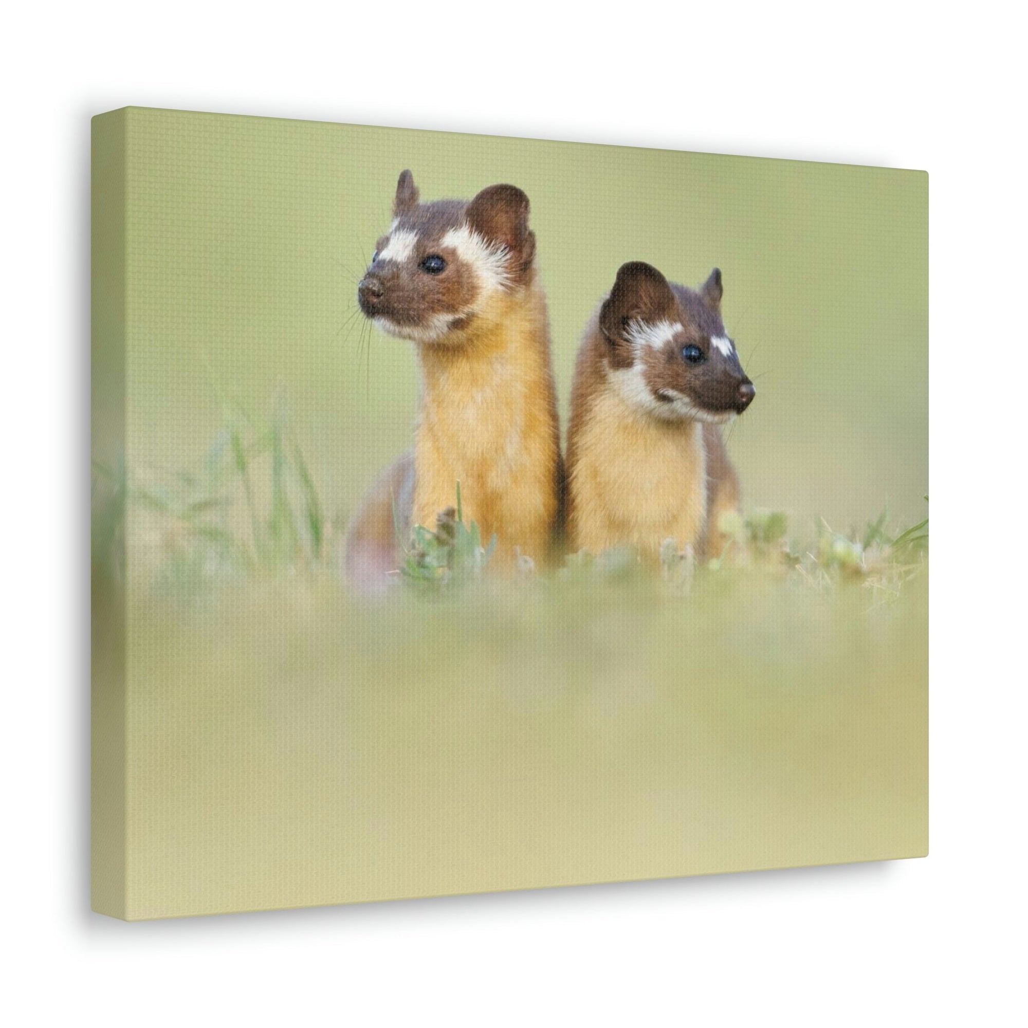 Scripture Walls Weasel Couple Weasel Couple Print Animal Wall Art Wildlife Canvas Prints Wall Art Ready to Hang Unframed-Express Your Love Gifts