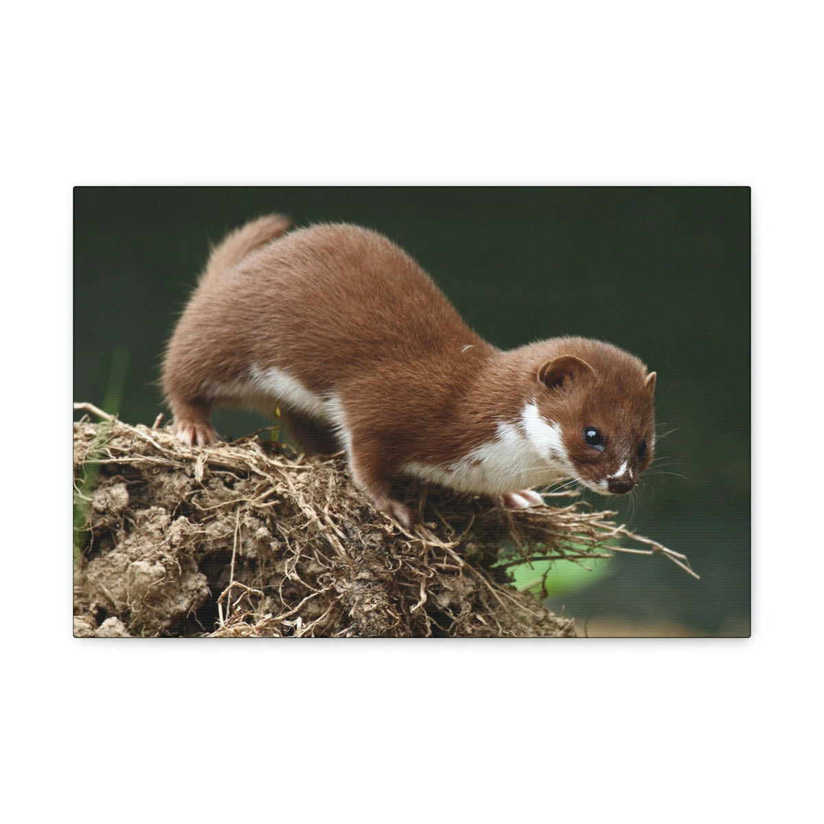 Scripture Walls Weasel Hunting Weasel on Hunt Print Animal Wall Art Wildlife Canvas Prints Wall Art Ready to Hang Unframed-Express Your Love Gifts