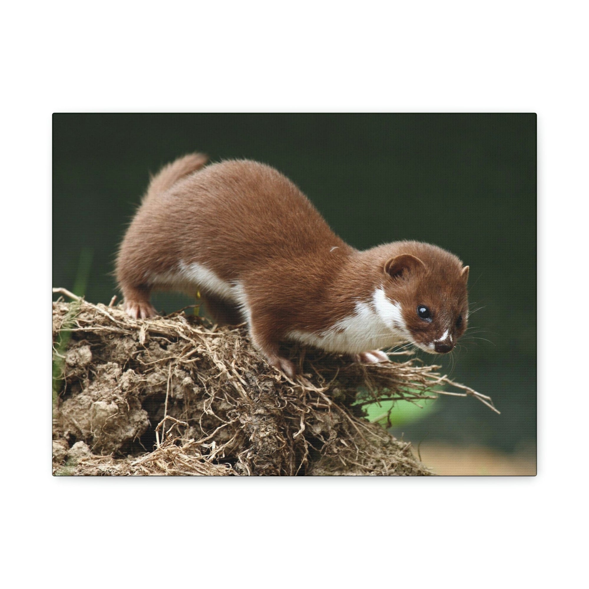 Scripture Walls Weasel Hunting Weasel on Hunt Print Animal Wall Art Wildlife Canvas Prints Wall Art Ready to Hang Unframed-Express Your Love Gifts