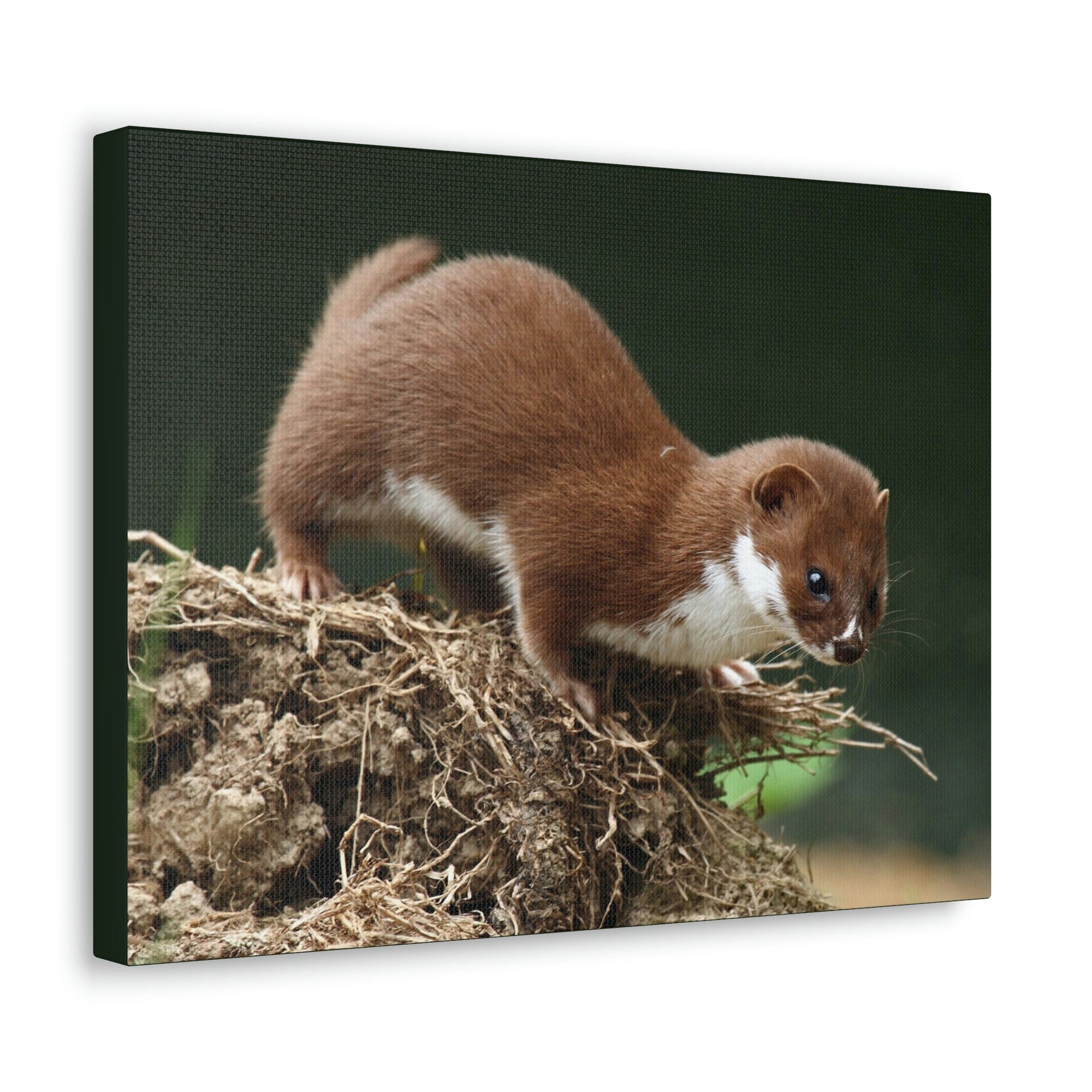 Scripture Walls Weasel Hunting Weasel on Hunt Print Animal Wall Art Wildlife Canvas Prints Wall Art Ready to Hang Unframed-Express Your Love Gifts