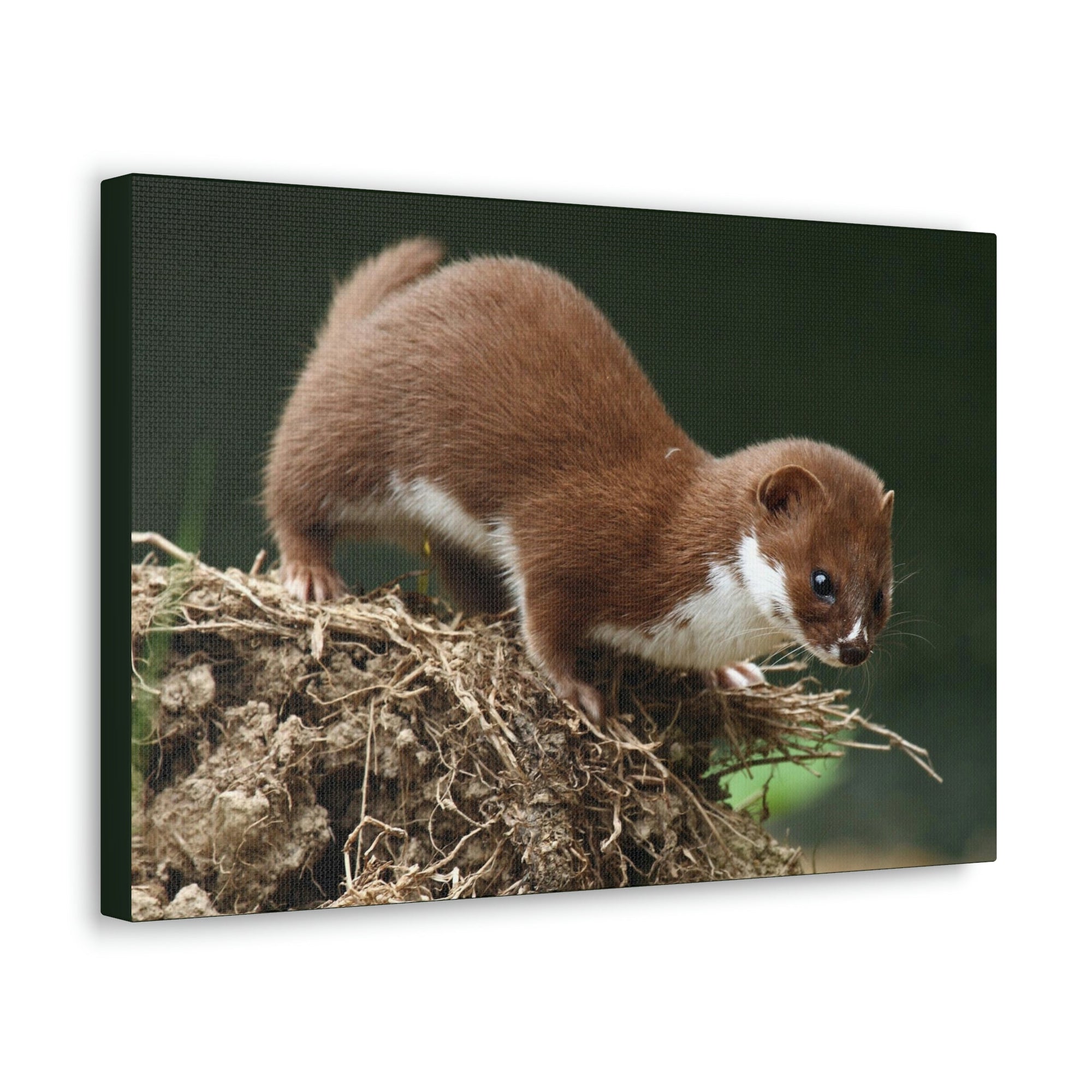 Scripture Walls Weasel Hunting Weasel on Hunt Print Animal Wall Art Wildlife Canvas Prints Wall Art Ready to Hang Unframed-Express Your Love Gifts