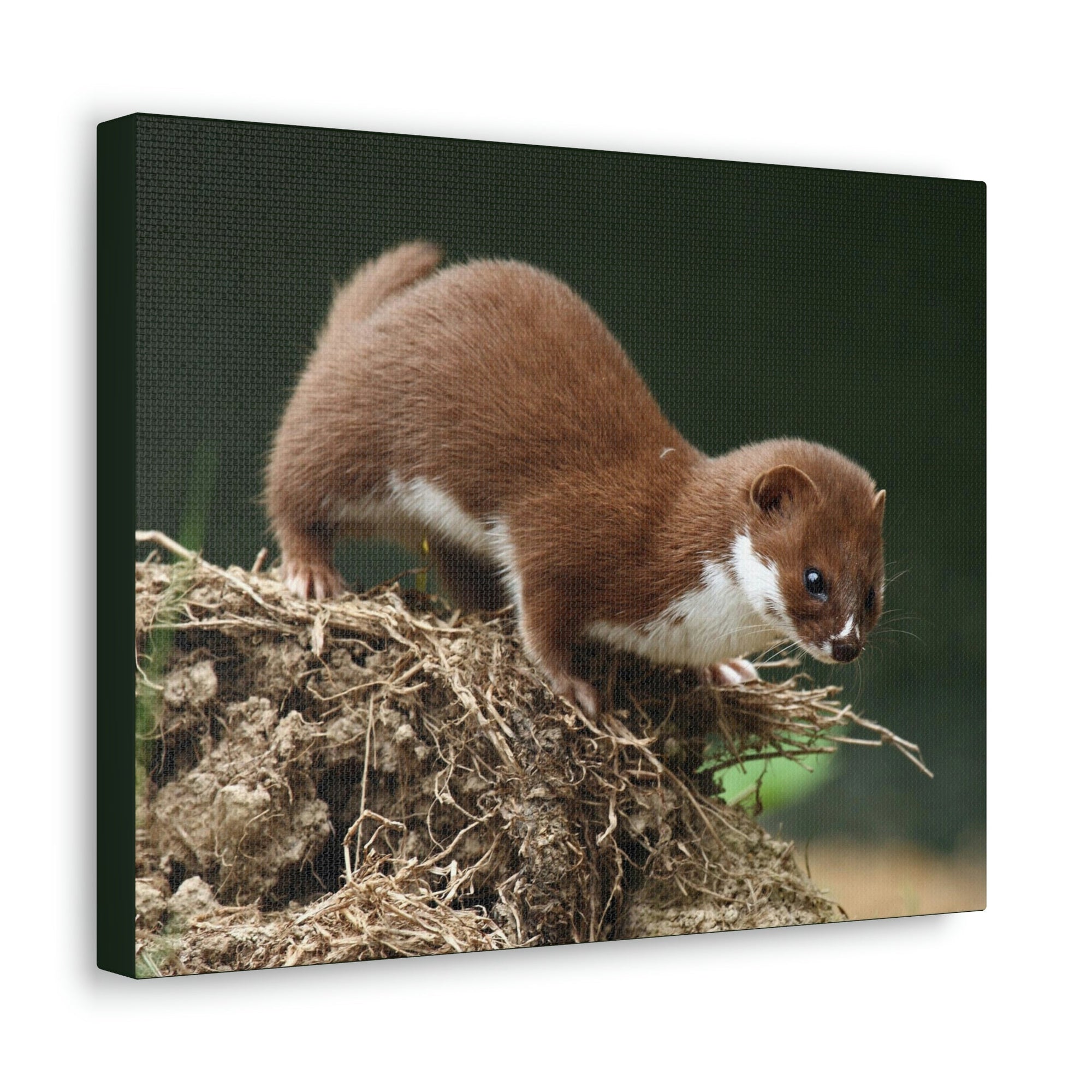 Scripture Walls Weasel Hunting Weasel on Hunt Print Animal Wall Art Wildlife Canvas Prints Wall Art Ready to Hang Unframed-Express Your Love Gifts