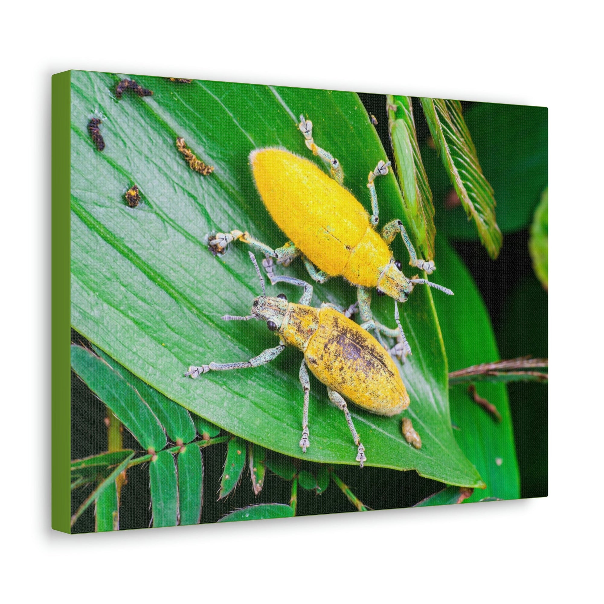 Scripture Walls Weevil Couple Weevil Couple Print Animal Wall Art Wildlife Canvas Prints Wall Art Ready to Hang Unframed-Express Your Love Gifts