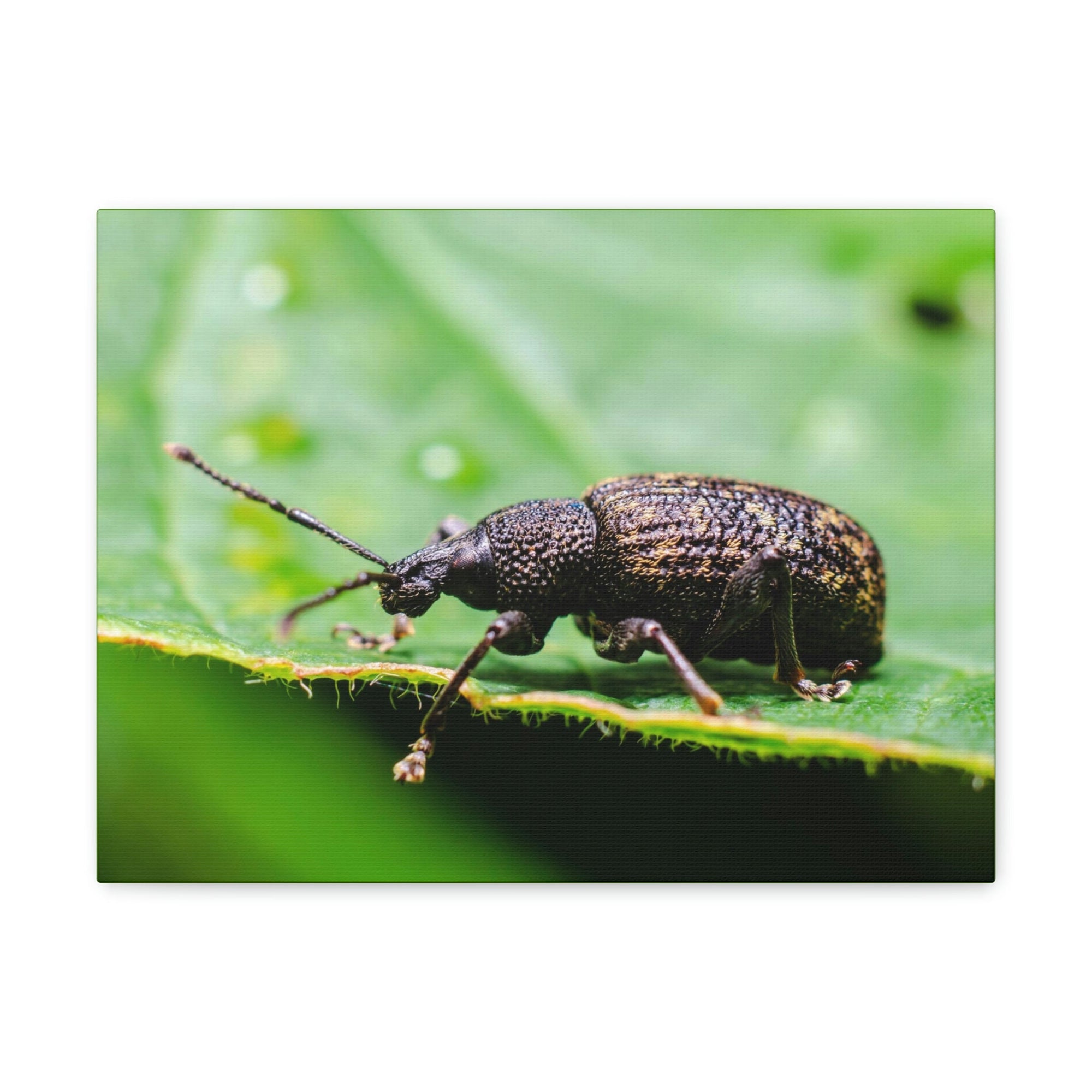 Scripture Walls Weevil Hunting Weevil on Hunt Print Animal Wall Art Wildlife Canvas Prints Wall Art Ready to Hang Unframed-Express Your Love Gifts