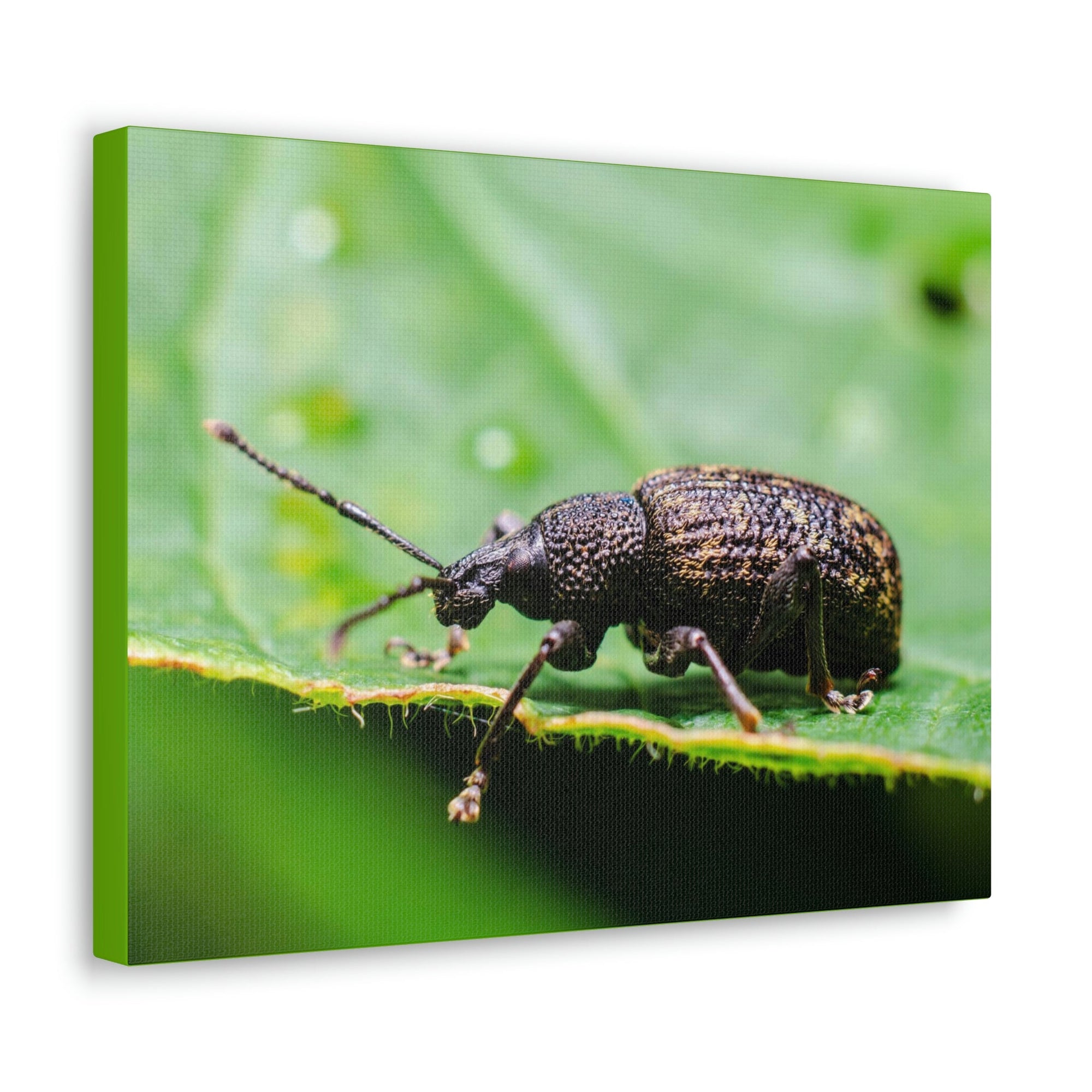 Scripture Walls Weevil Hunting Weevil on Hunt Print Animal Wall Art Wildlife Canvas Prints Wall Art Ready to Hang Unframed-Express Your Love Gifts