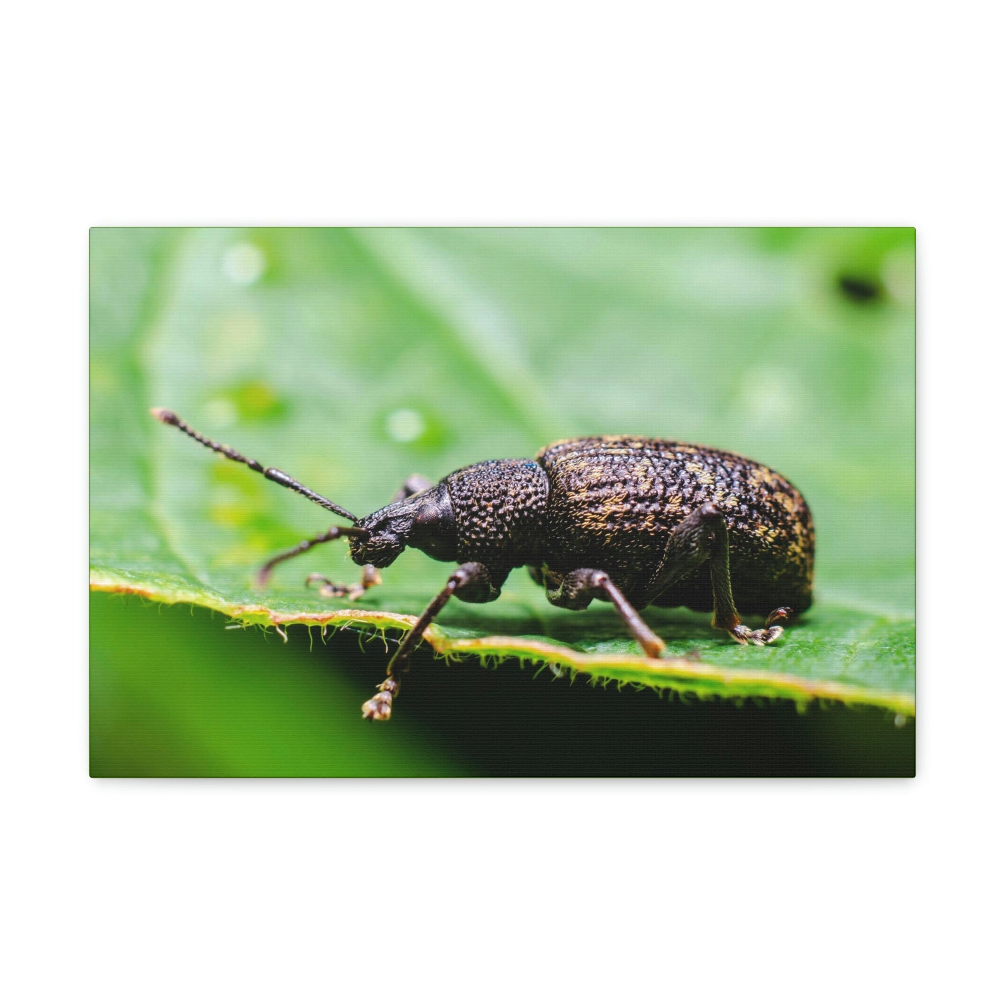 Scripture Walls Weevil Hunting Weevil on Hunt Print Animal Wall Art Wildlife Canvas Prints Wall Art Ready to Hang Unframed-Express Your Love Gifts